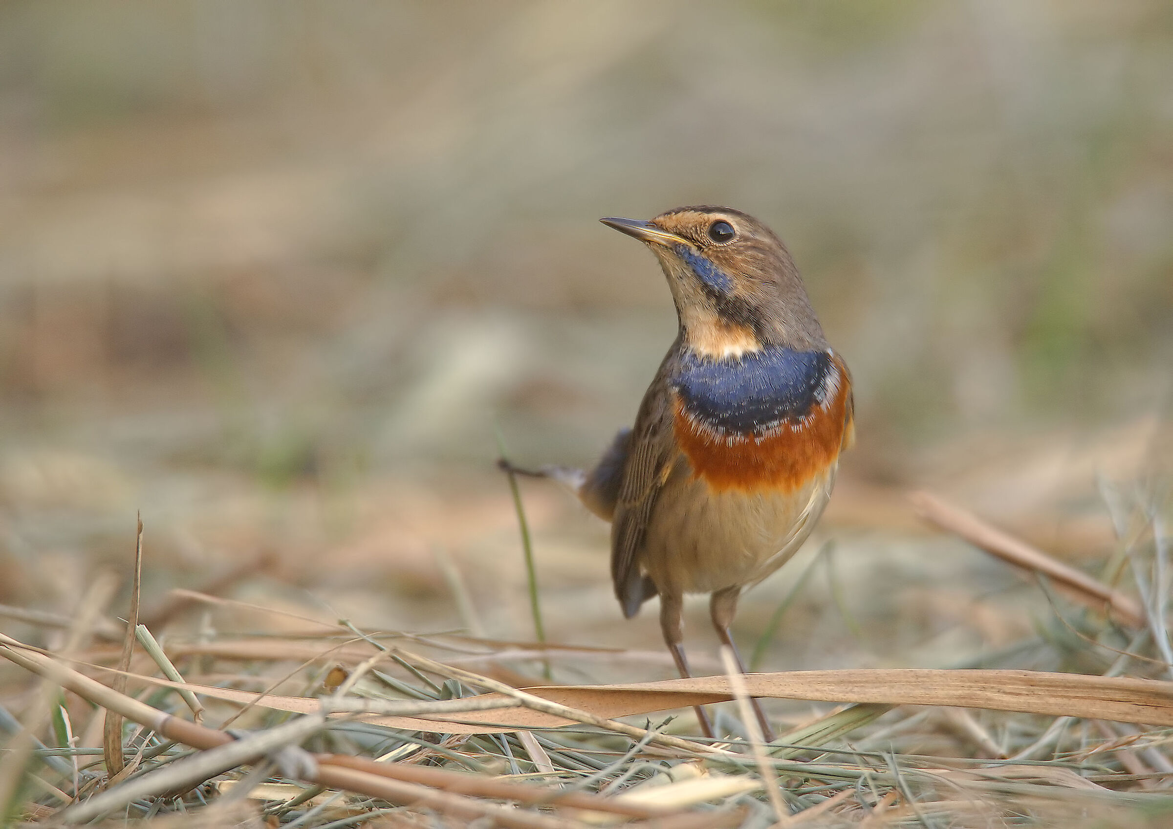 Bluethroat