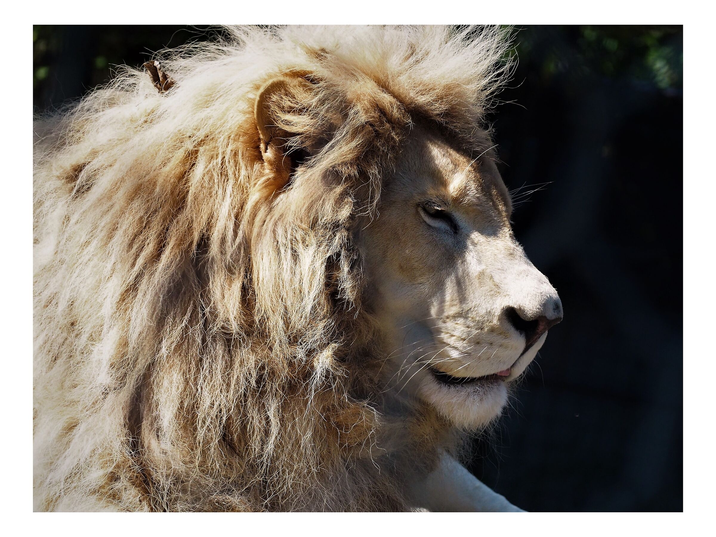 Simba... purtroppo in gabbia