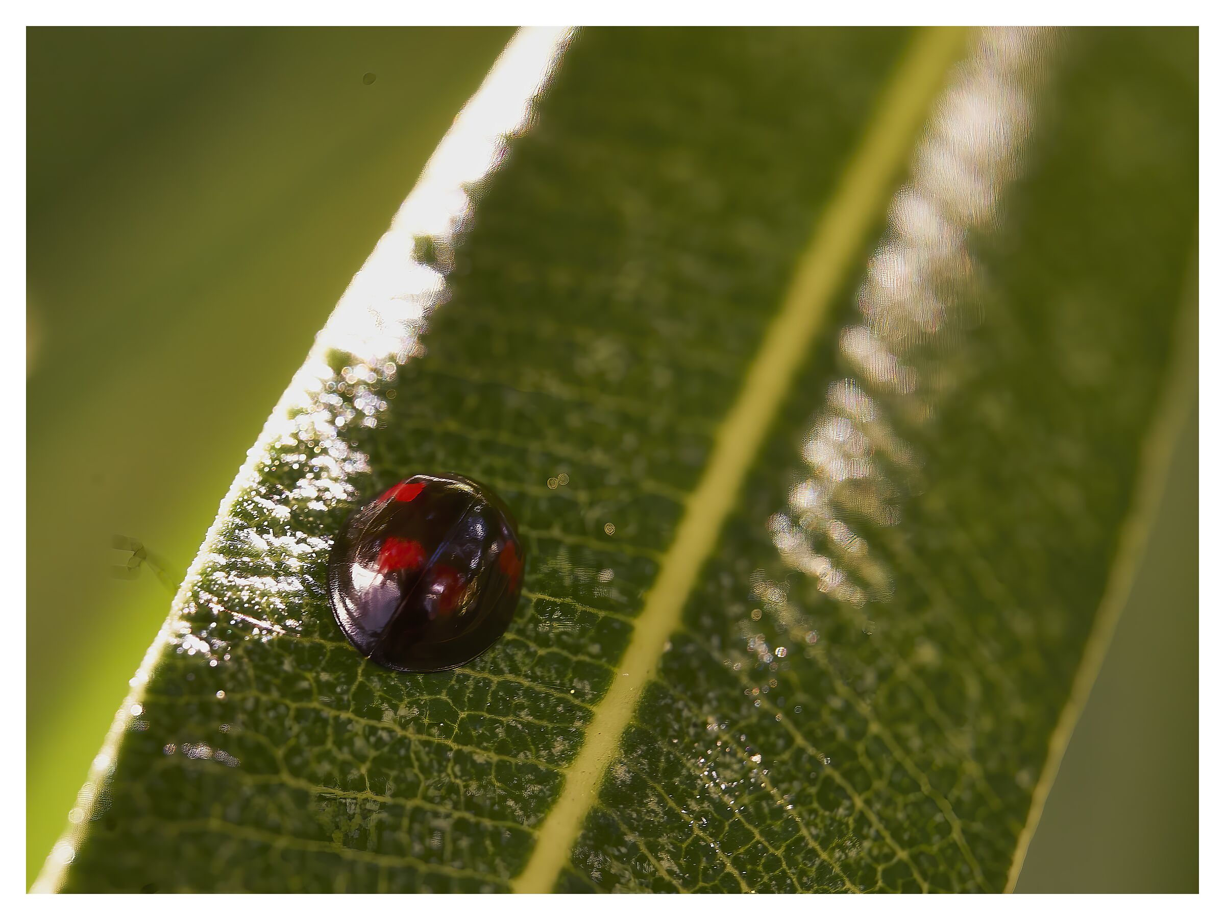 Ladybird