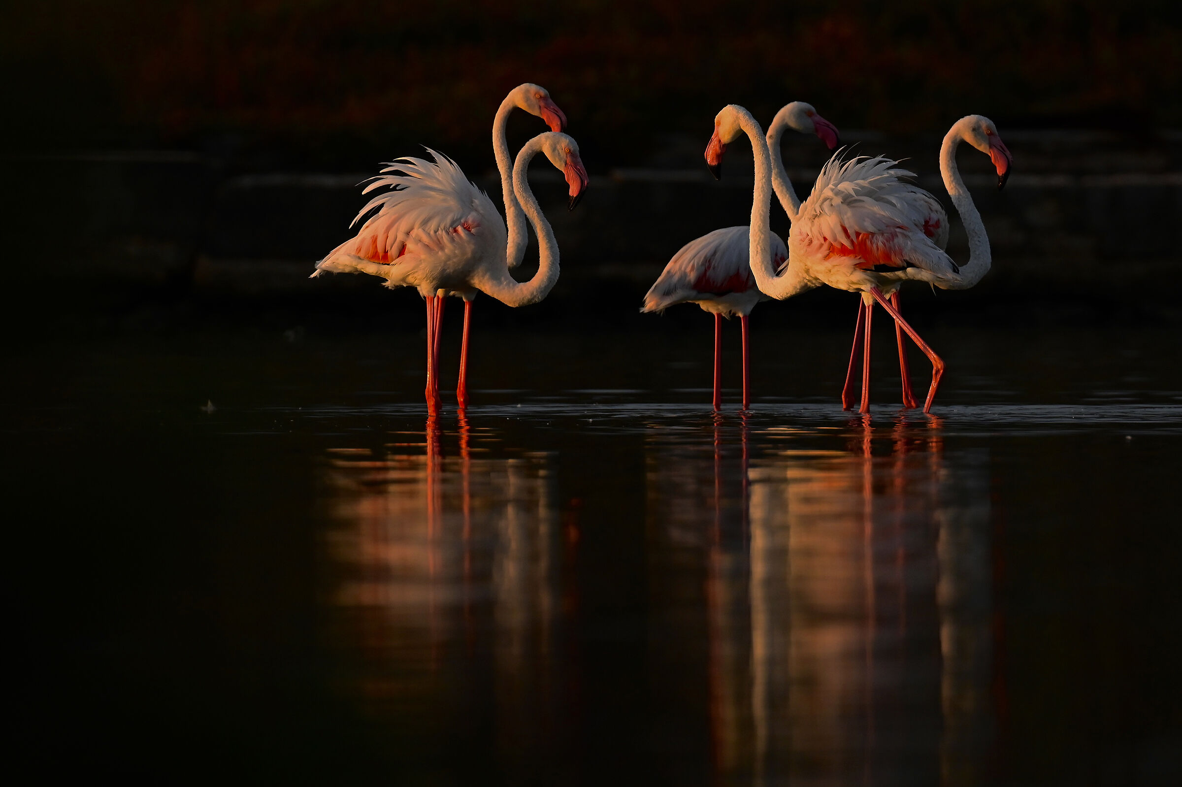 Dawn at molentargius