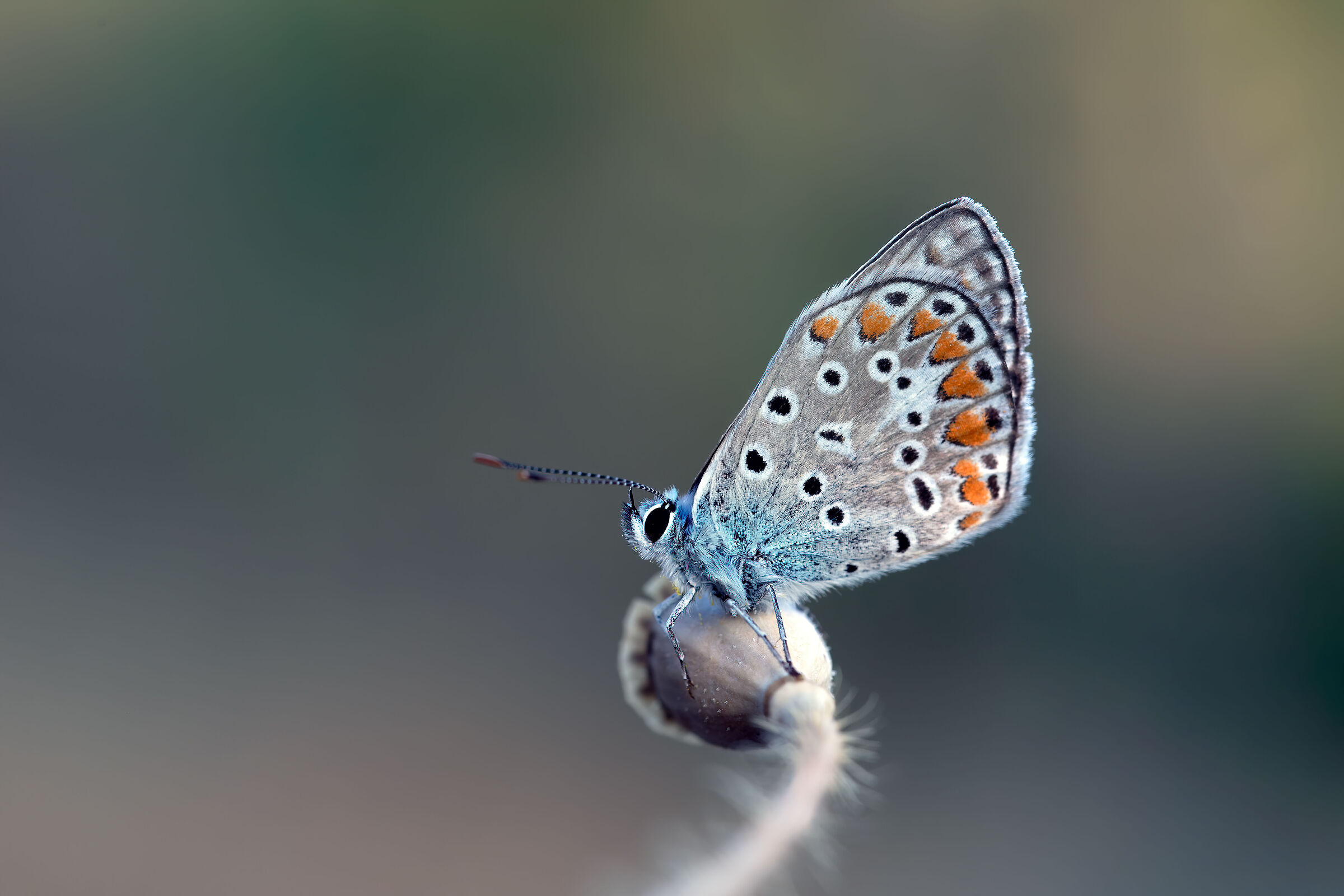 Polyommatus icarus