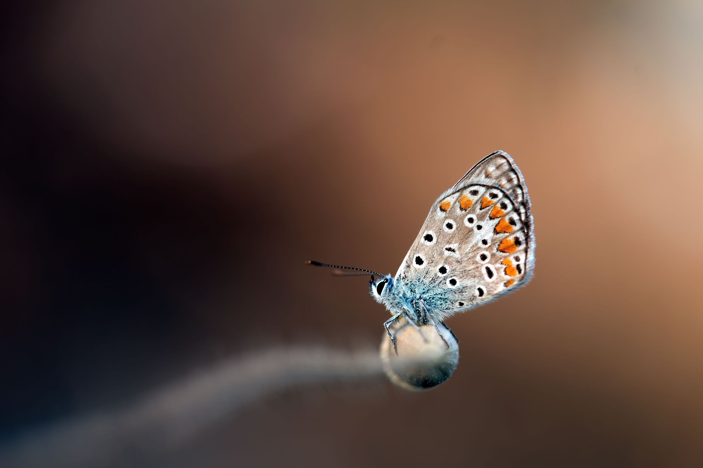 Polyommatus icarus