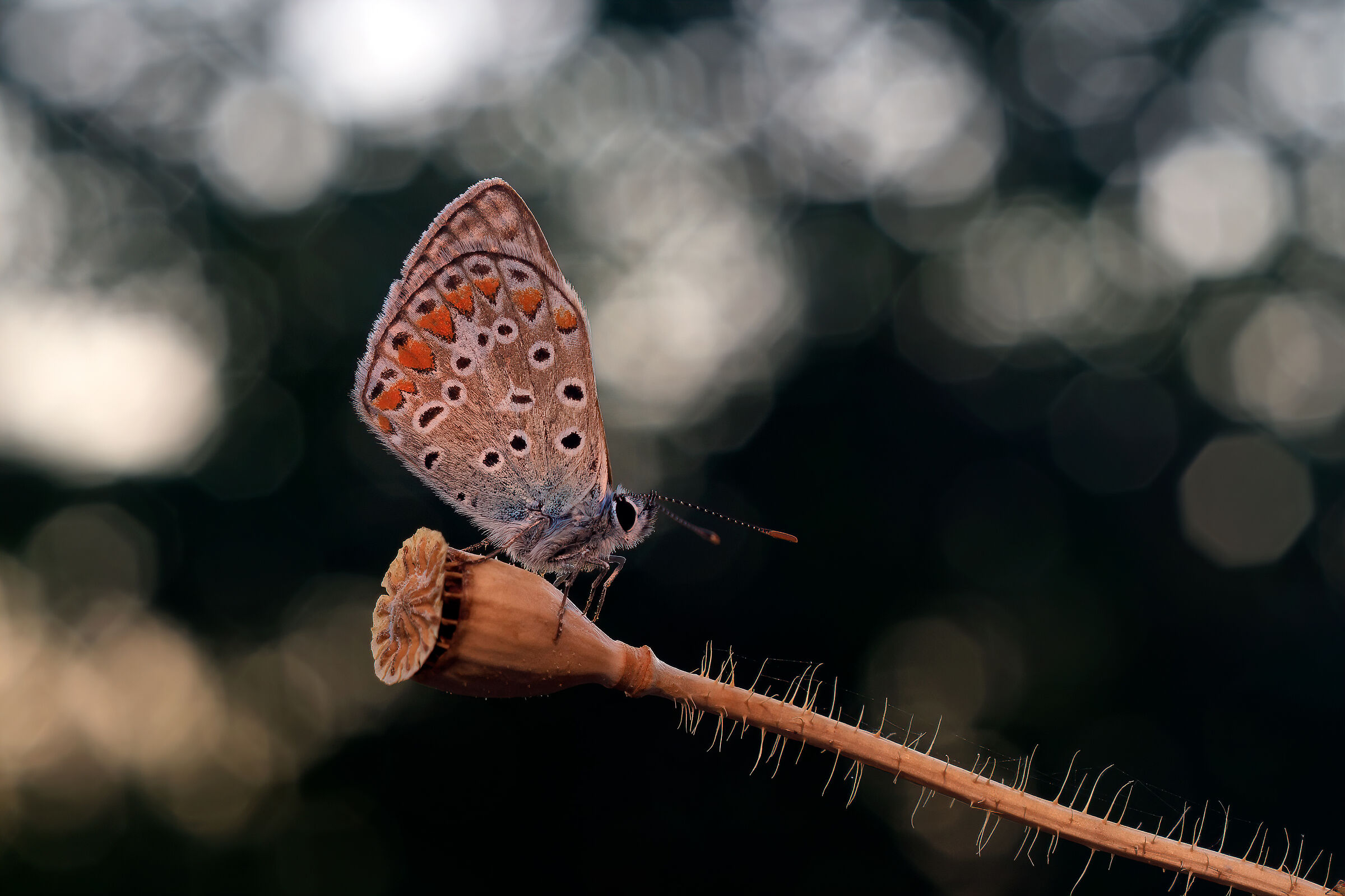 Polyommatus icarus