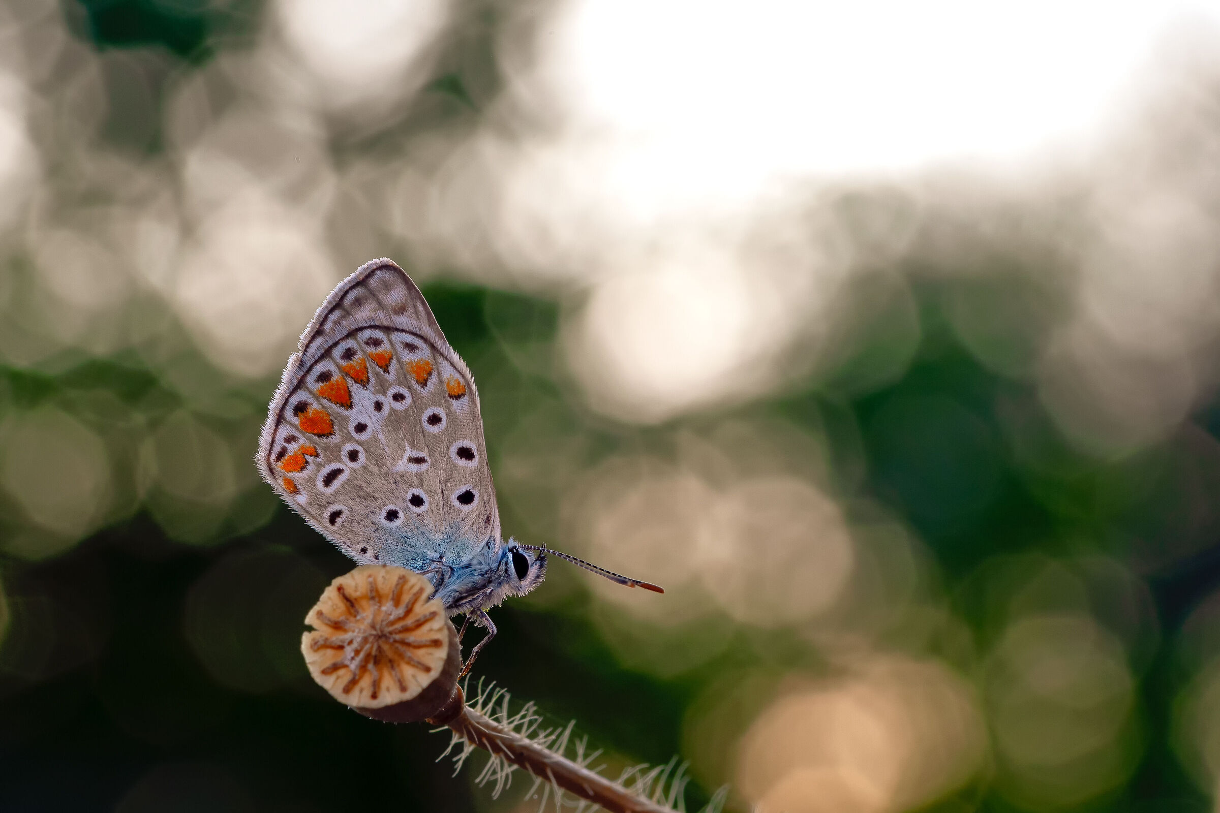 Polyommatus Icarus