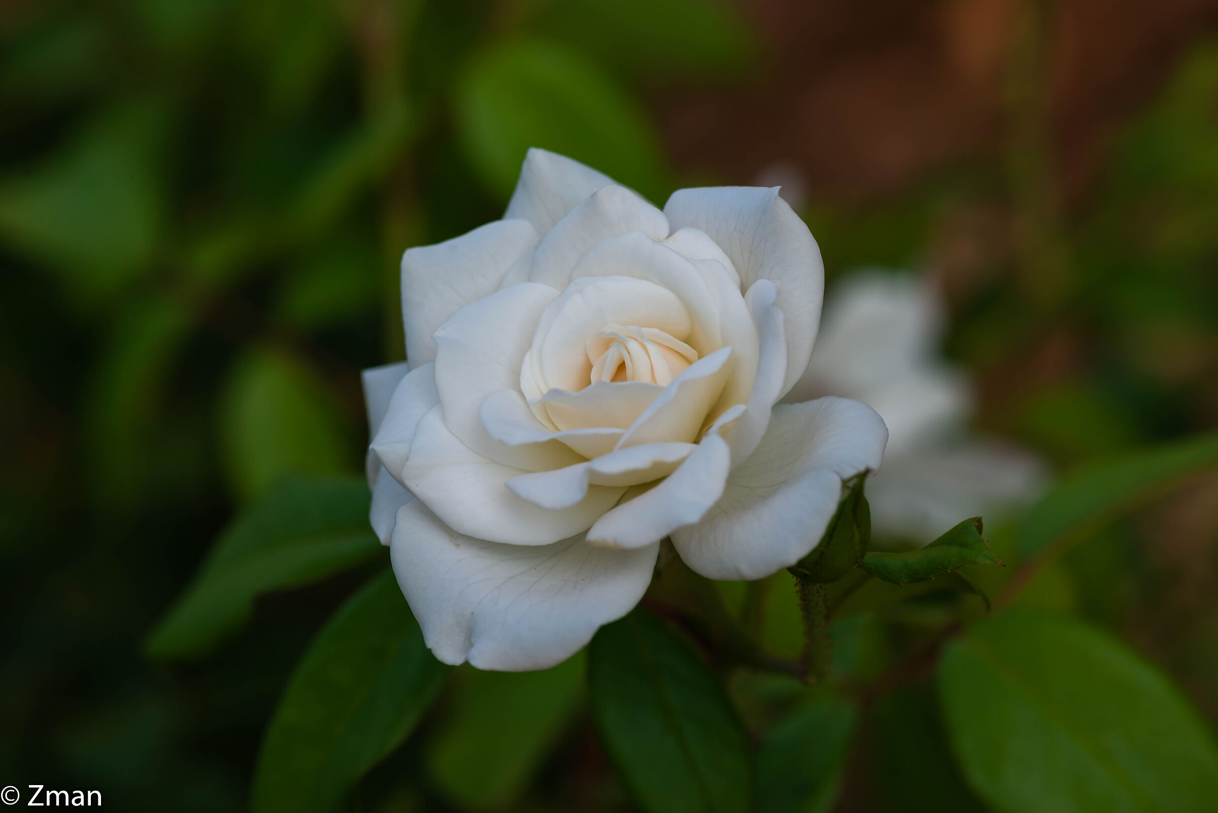 White Rose