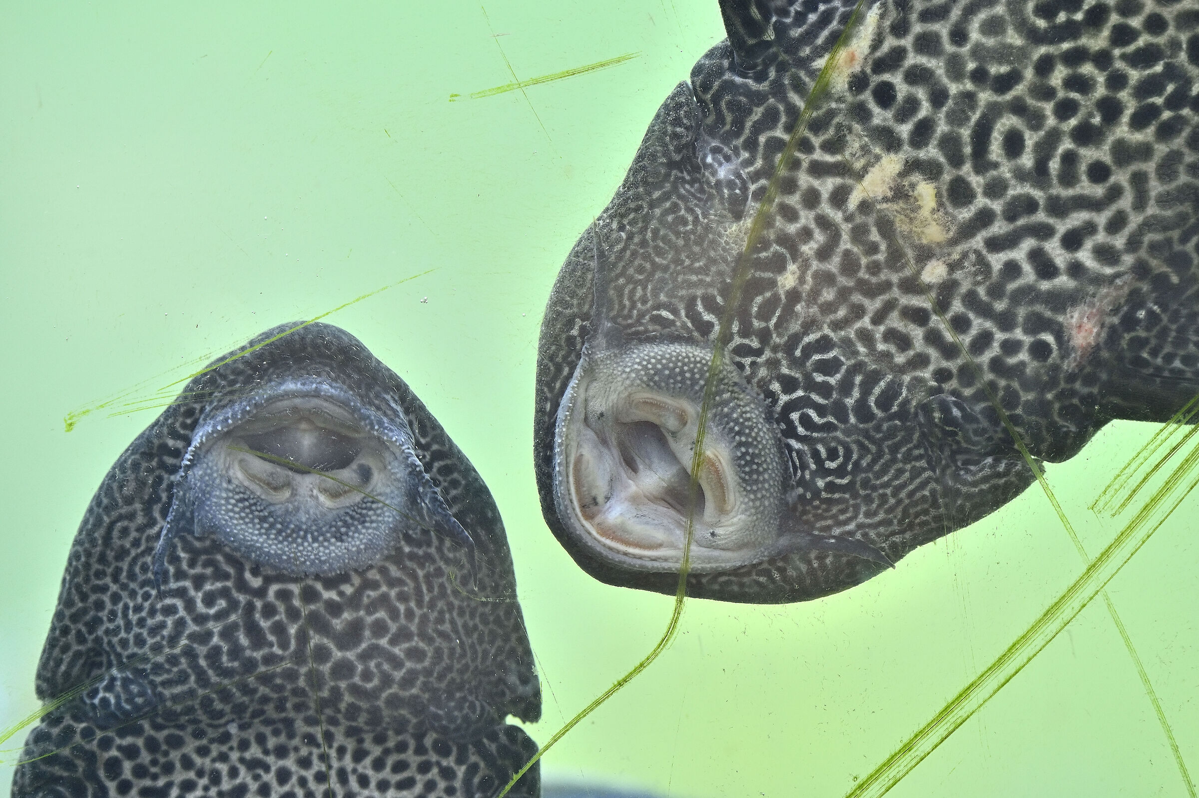 Ehi guarda, ci sta fotografando, sorridi