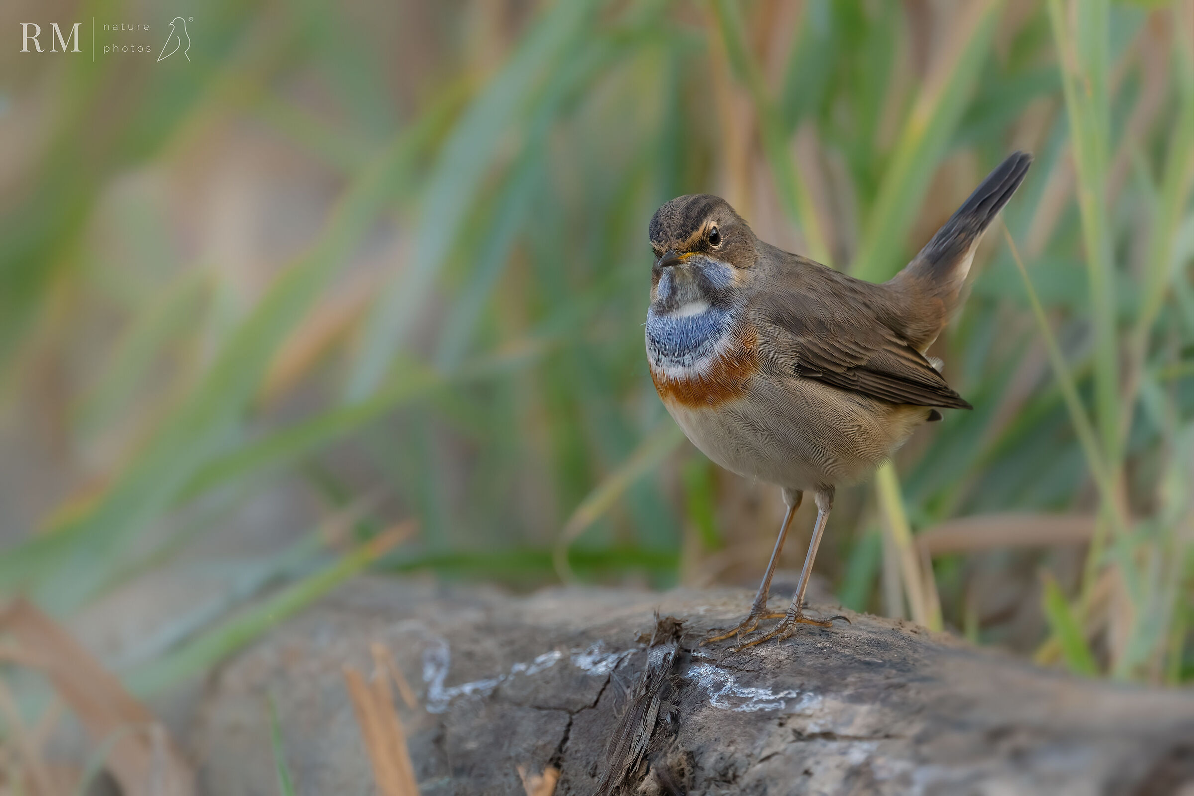 Bluethroat