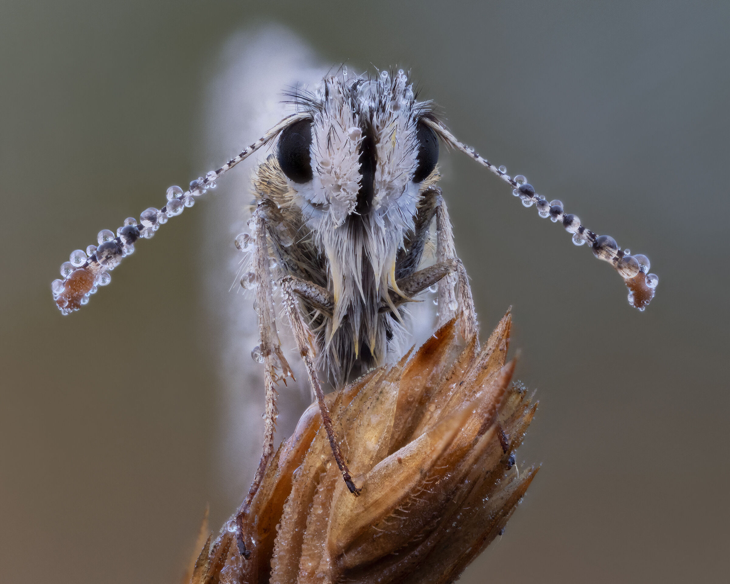 Hesperidae