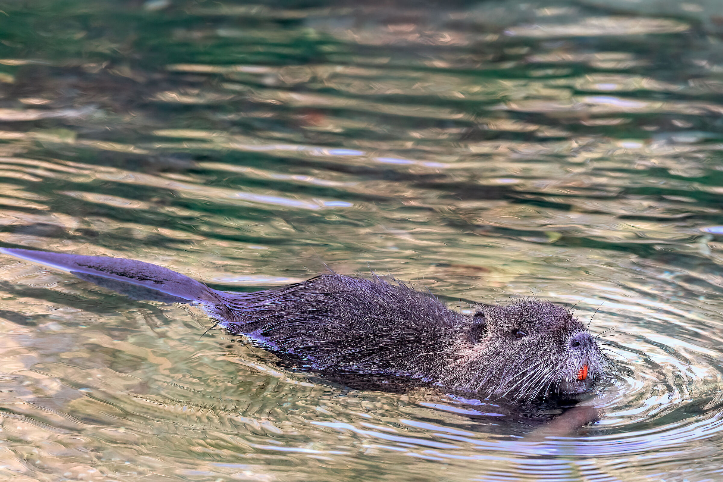 Nutria