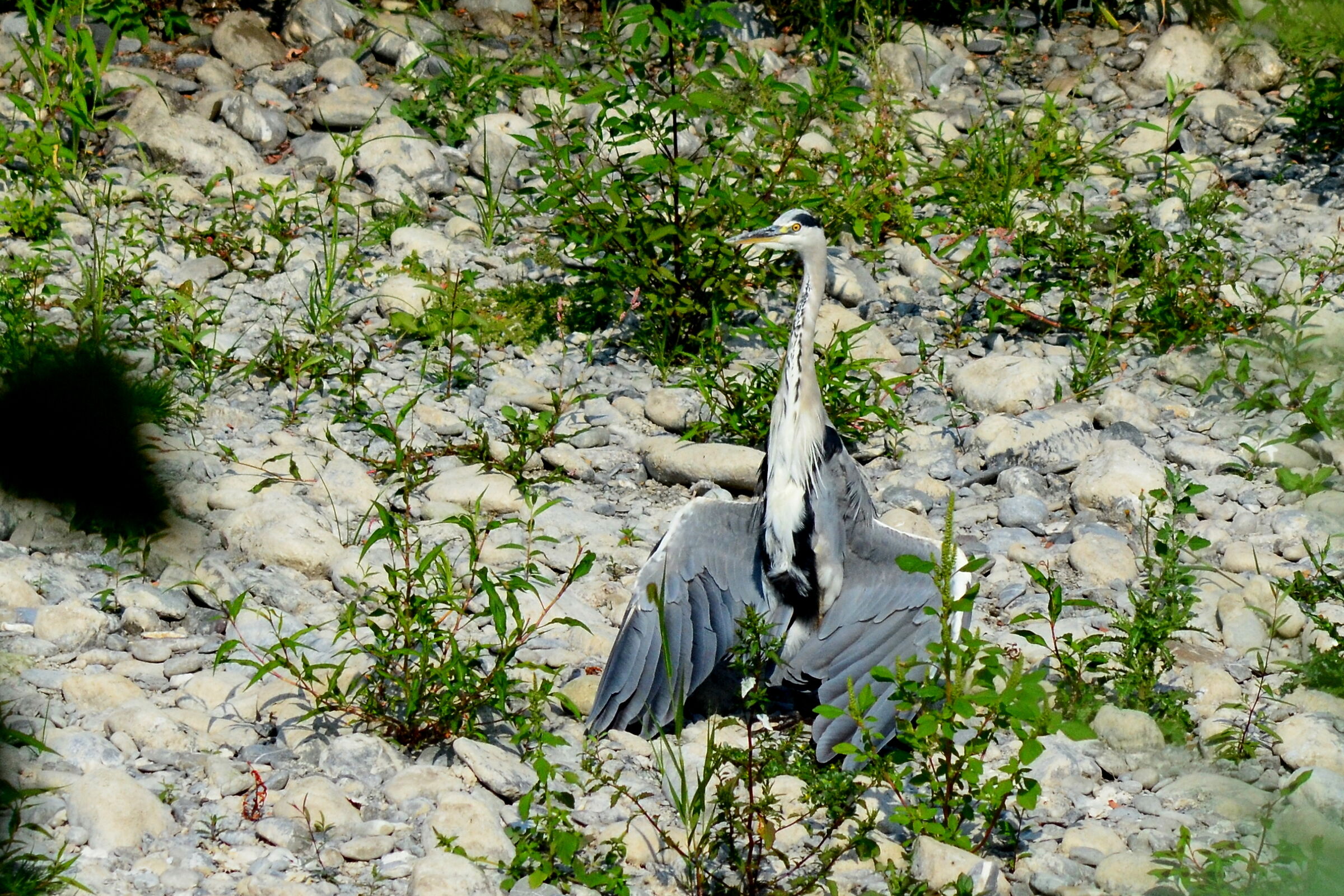 airone cenerino fiume Entella Chiavari