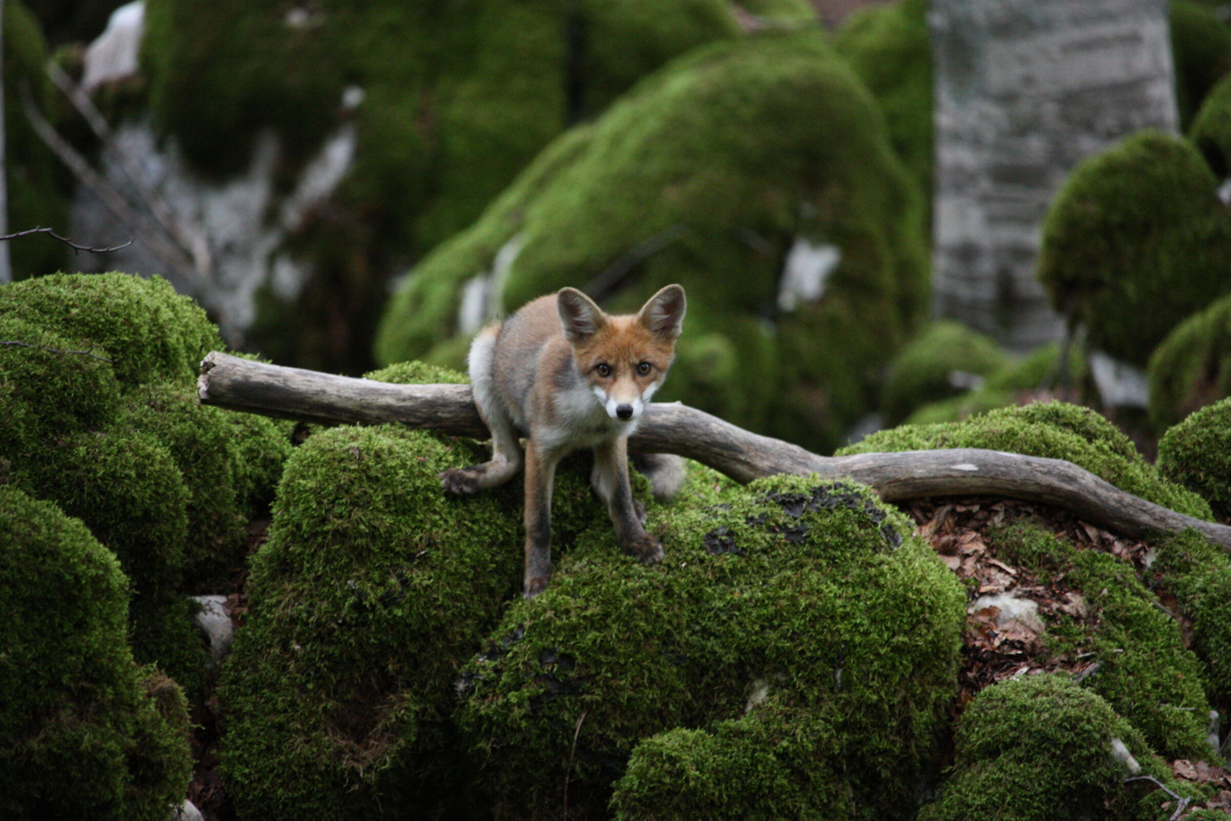 Red Fox in Monte Tranquillo, Pescasseroli