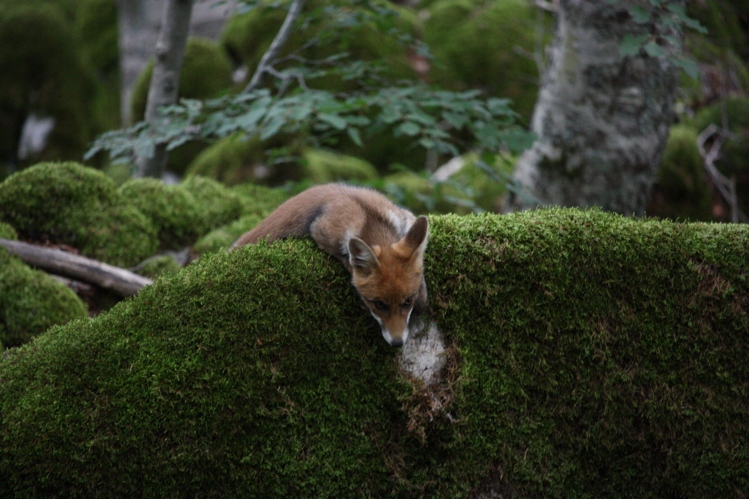 Red Fox in Monte Tranquillo, Pescasseroli