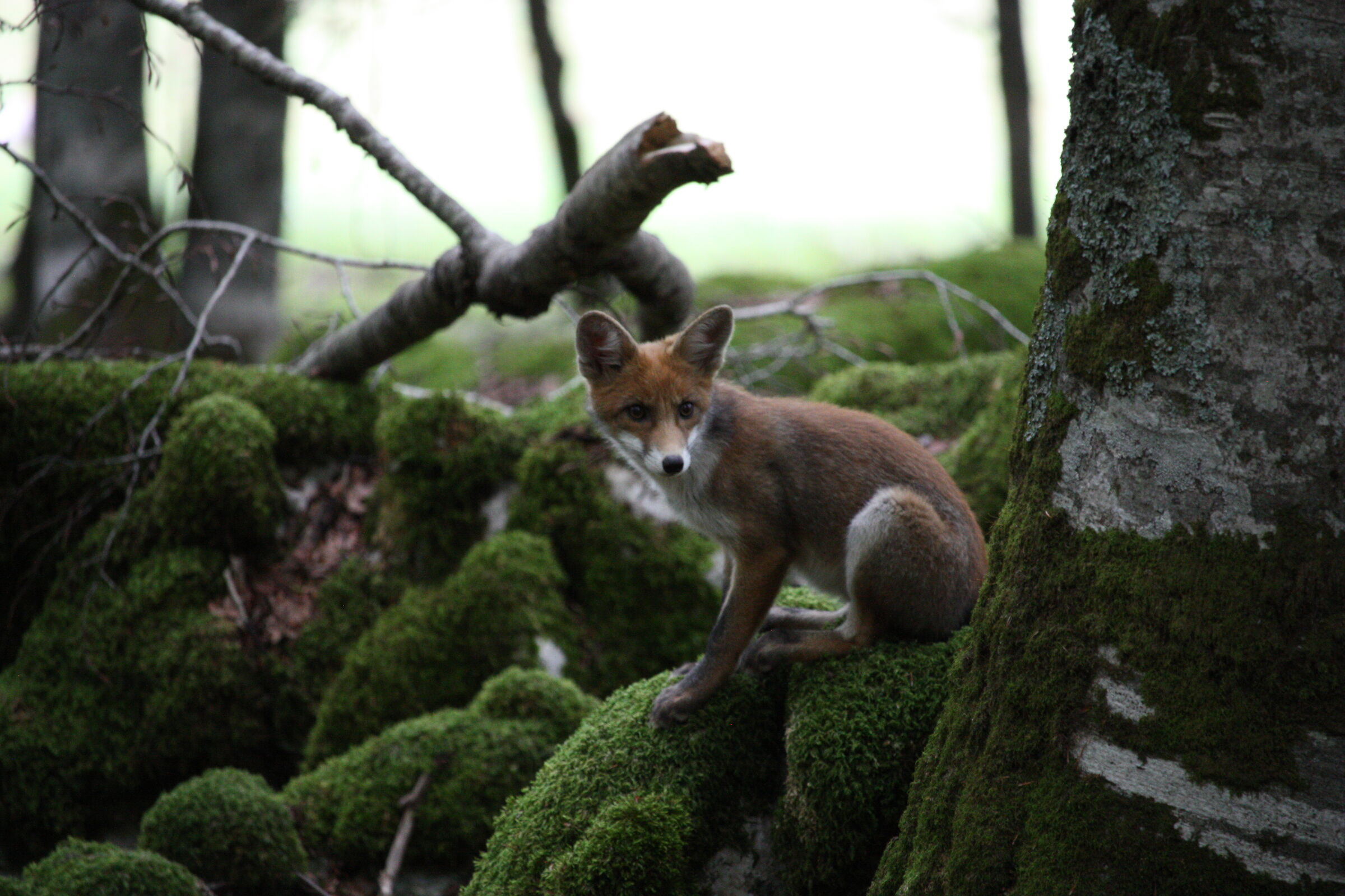 Red Fox in Monte Tranquillo, Pescasseroli