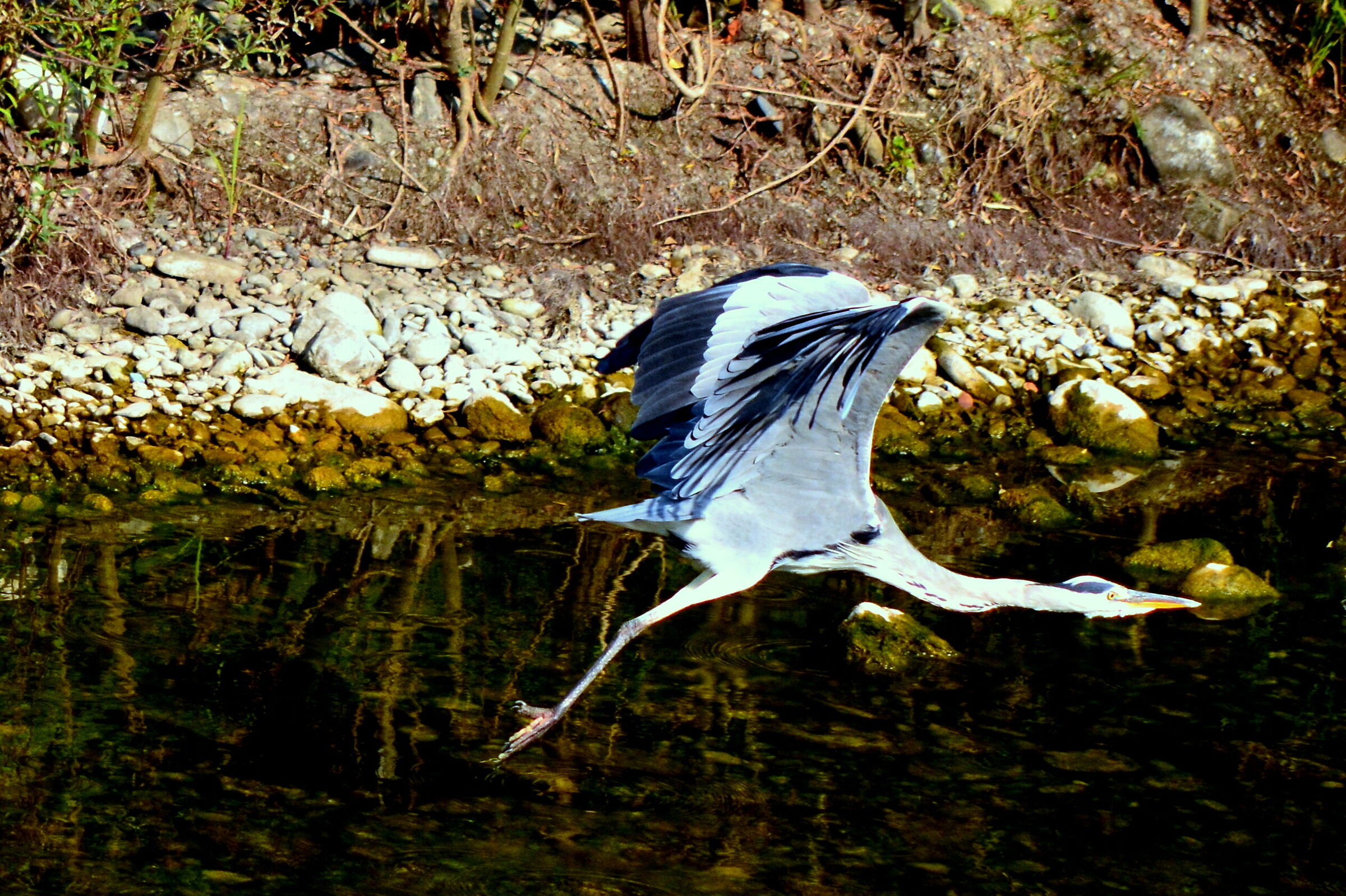 airone cenerino fiume Entella Chiavari