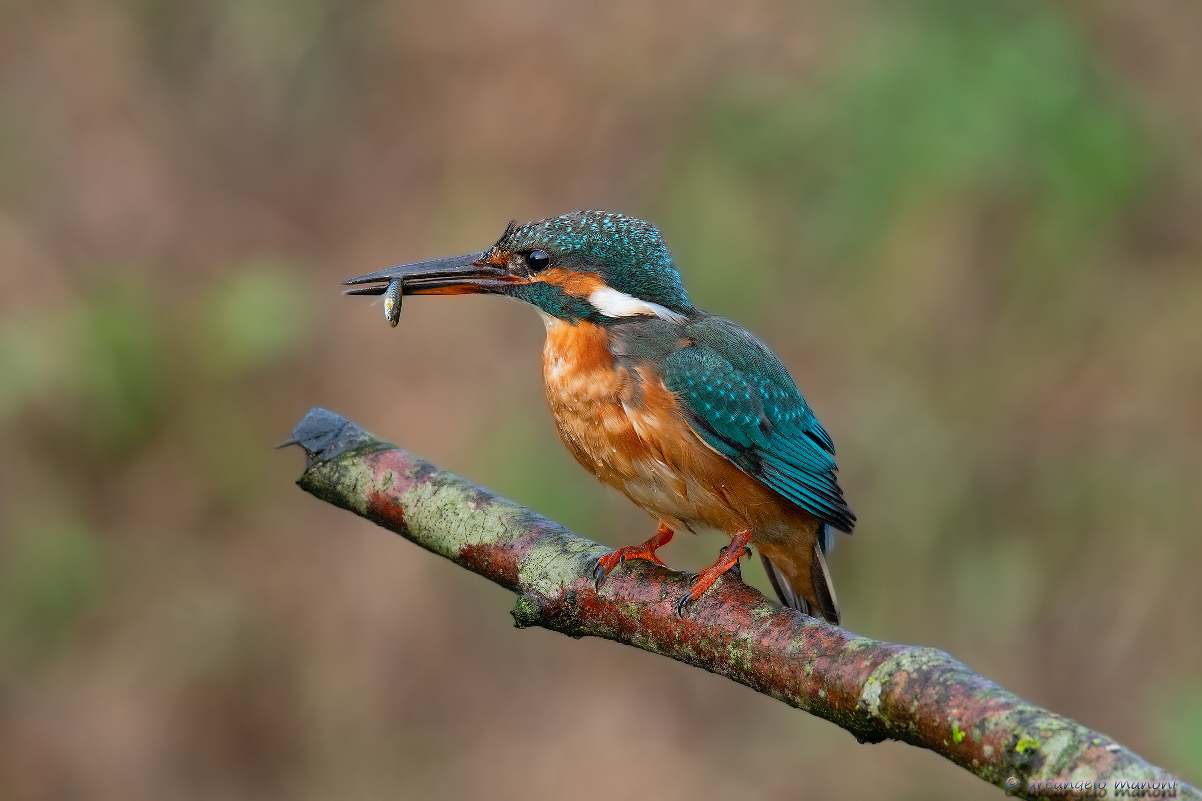 The fatigue of the martina