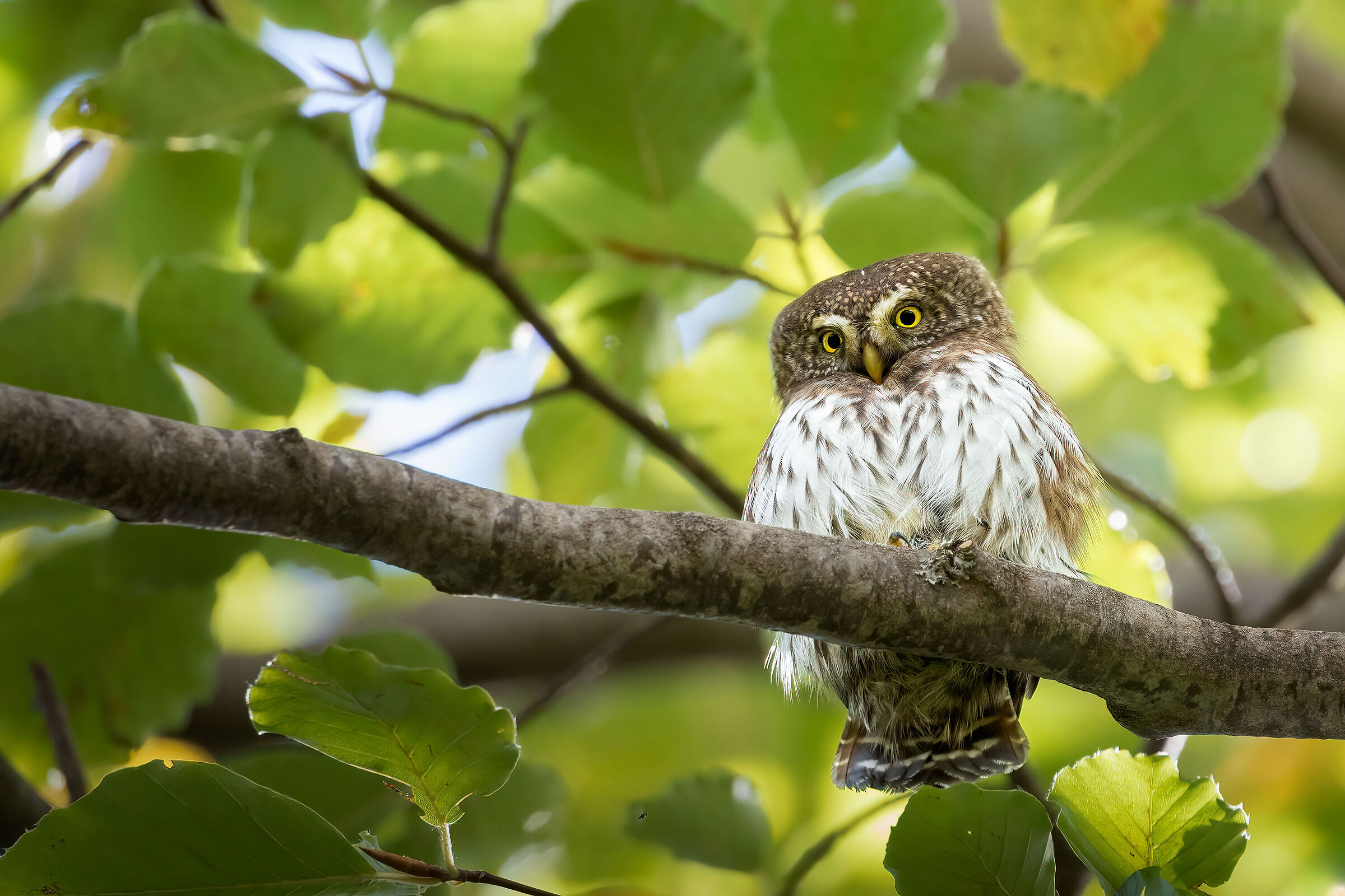 Poco più grande di una foglia