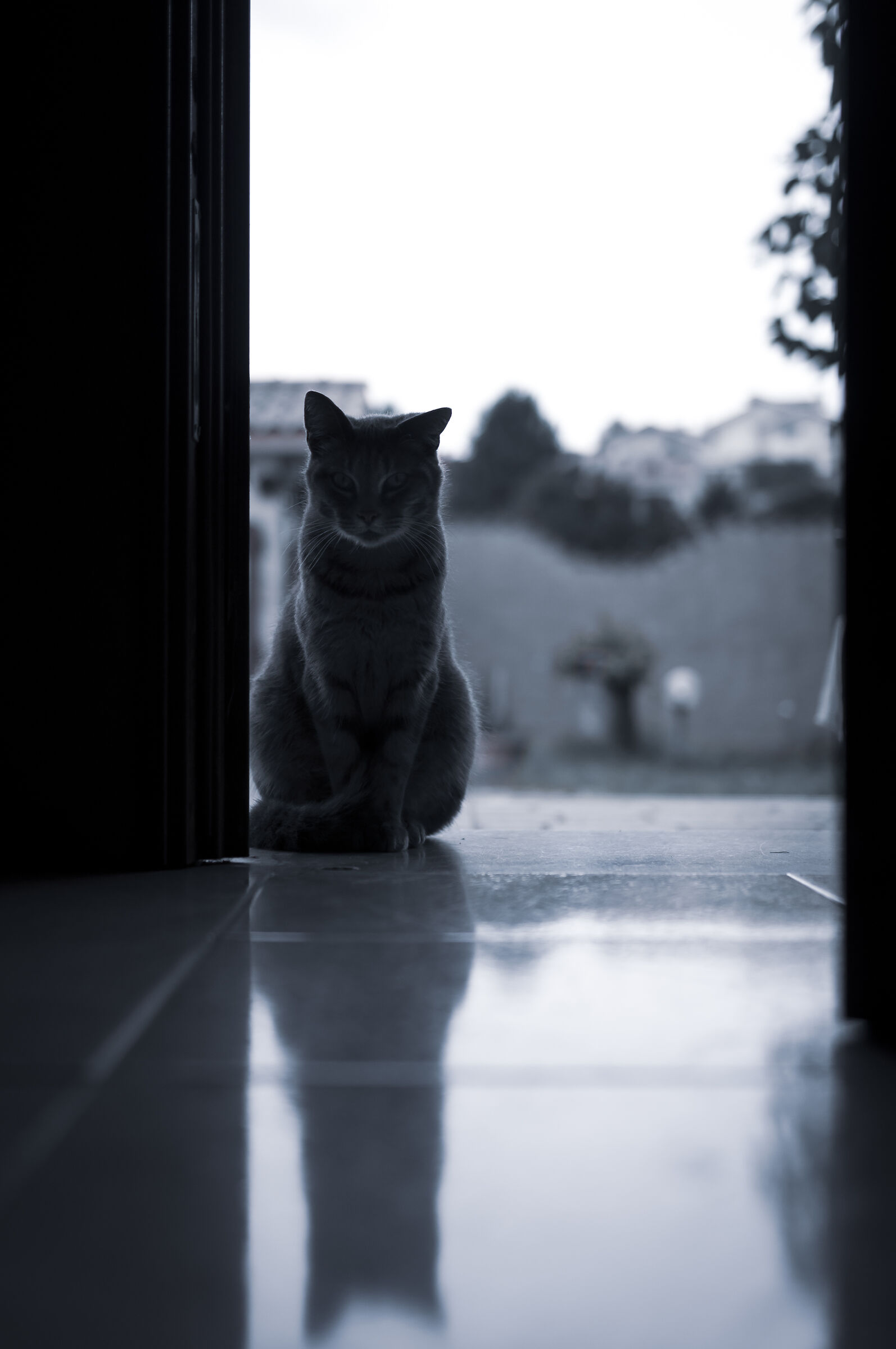 I gatti conquisteranno il mondo!