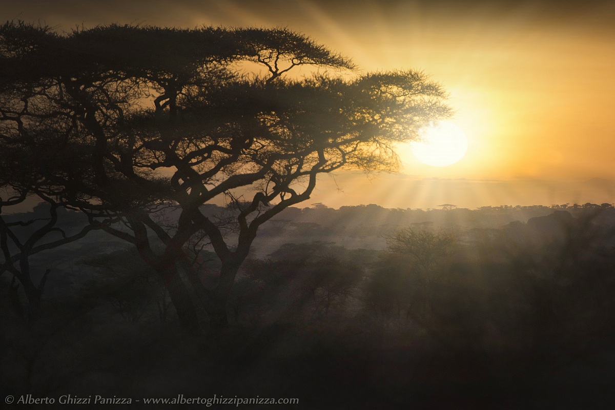Un nuovo giorno nel Serengeti