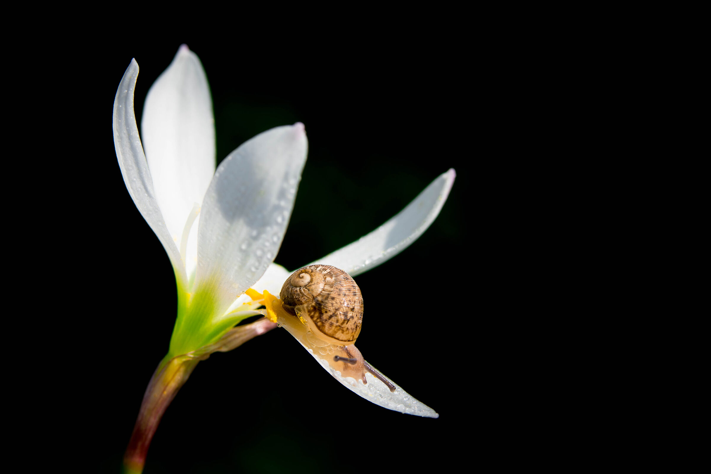A surprise in my garden