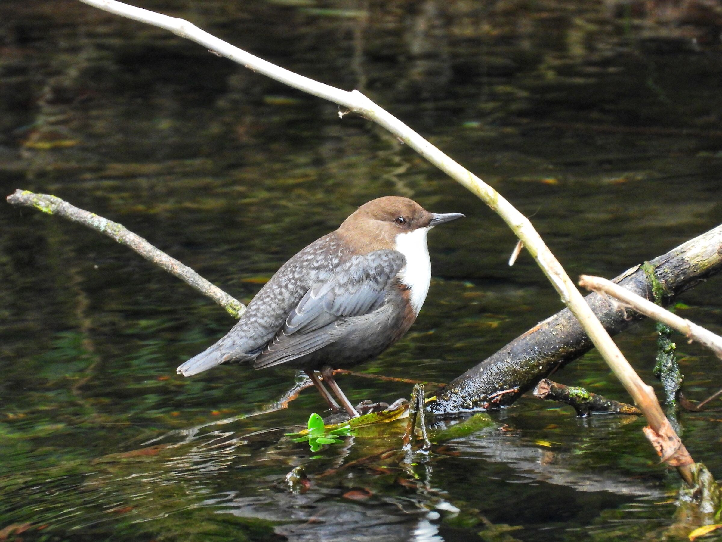 White-throated dipper