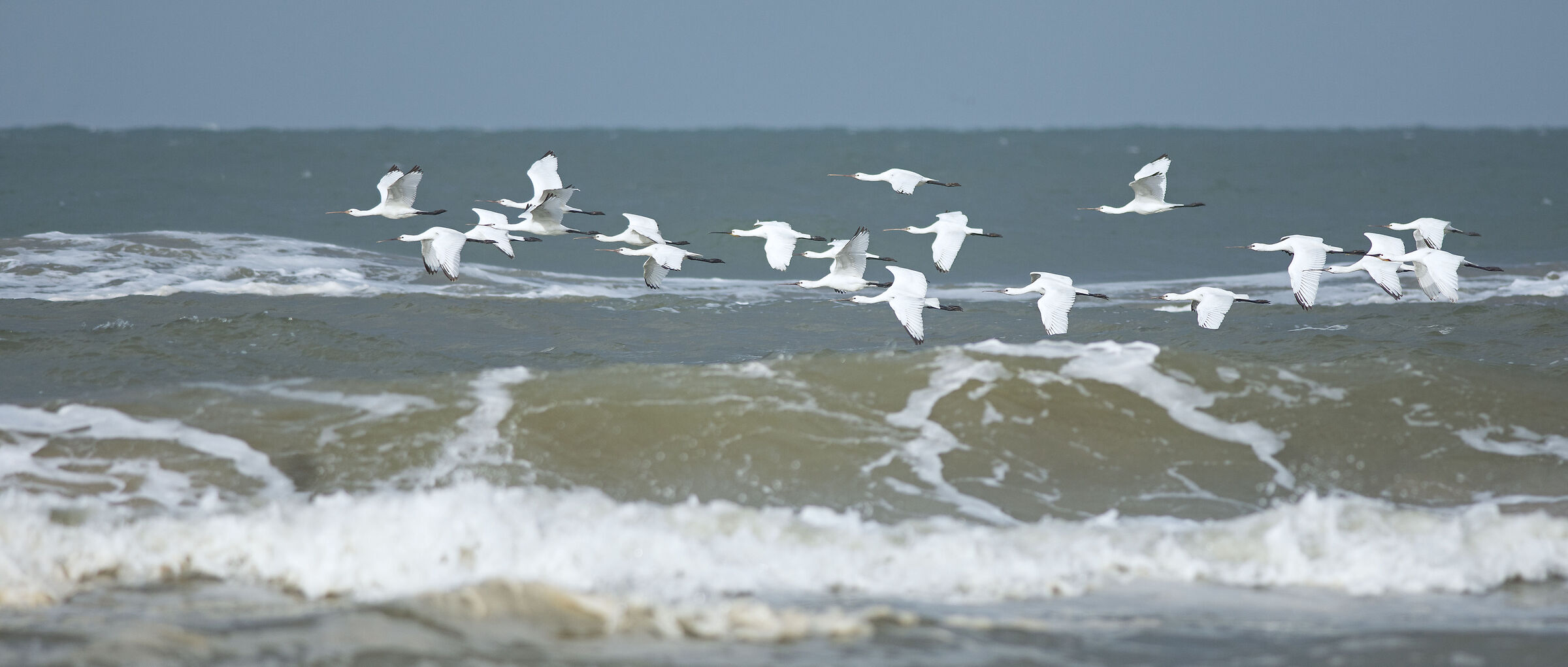 Migrazione di spatole