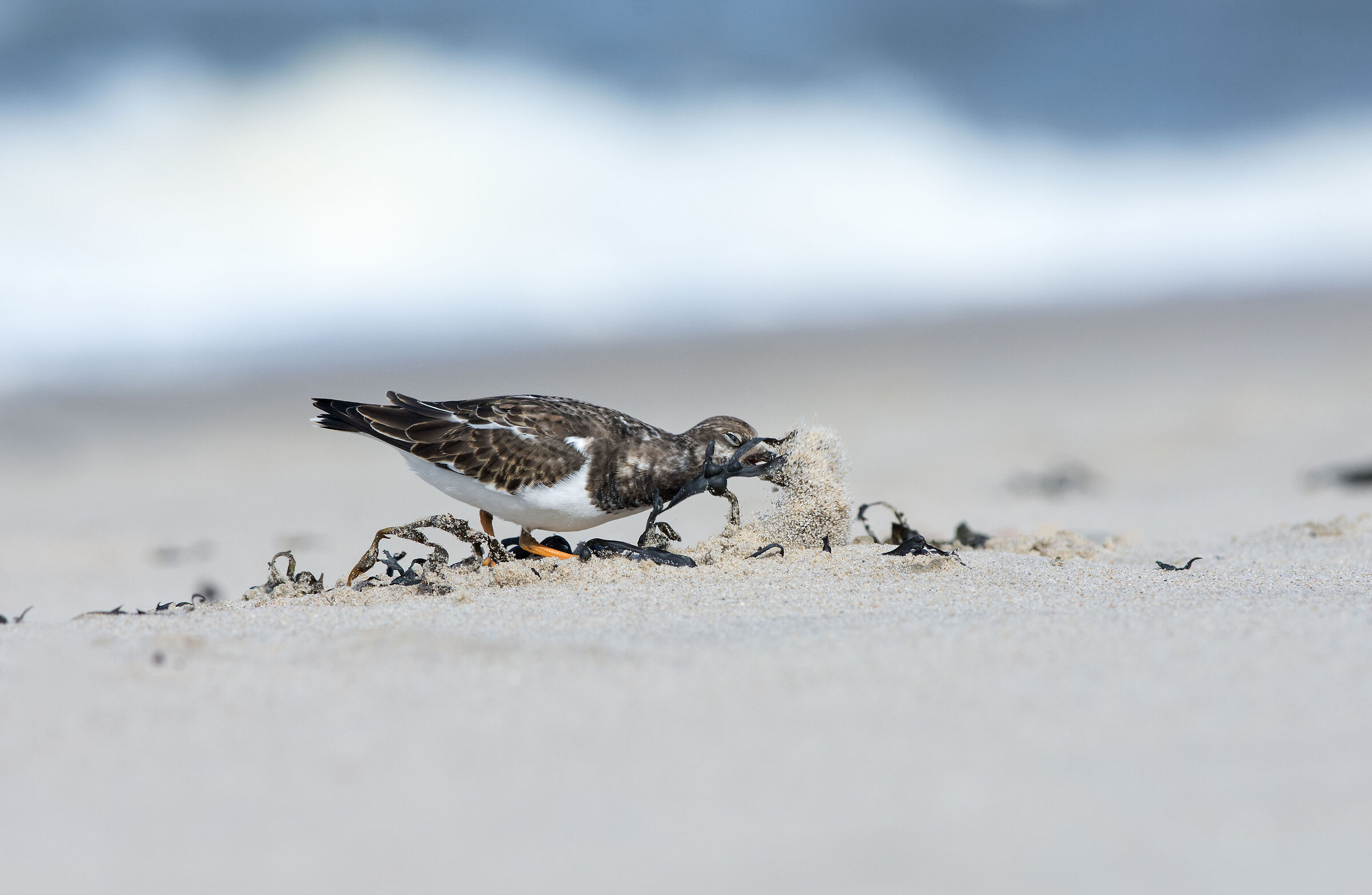 La caccia alla sabbia fugge