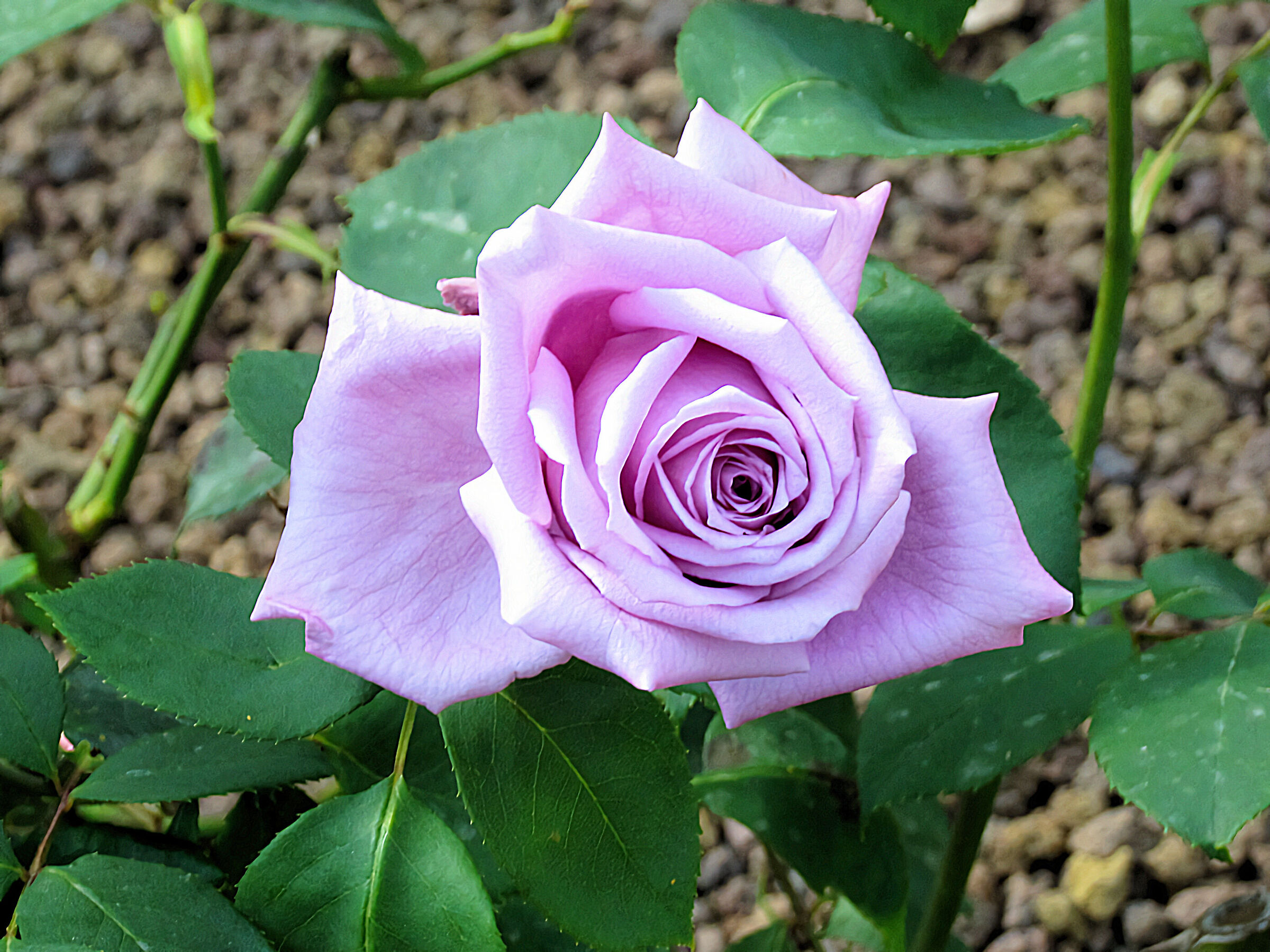 A blue rose in the rose garden of Nervi
