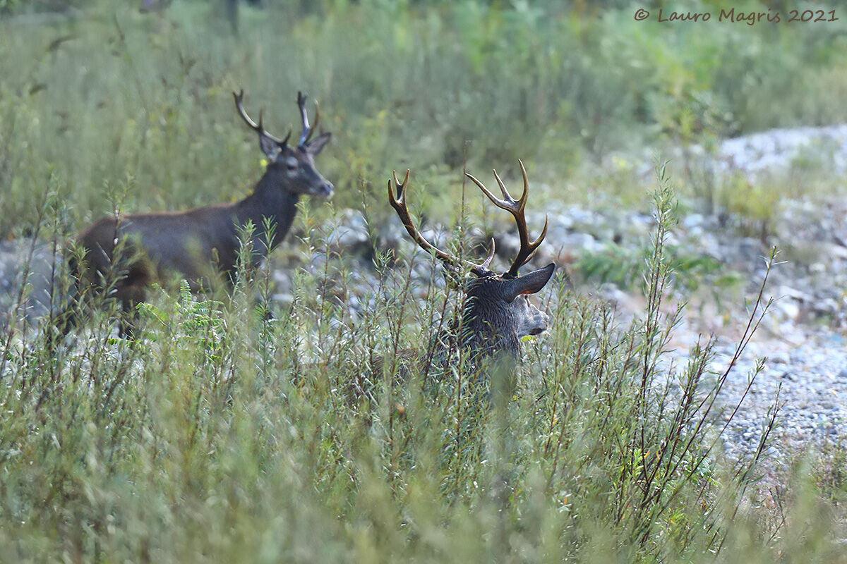 Uscita dalla macchia
