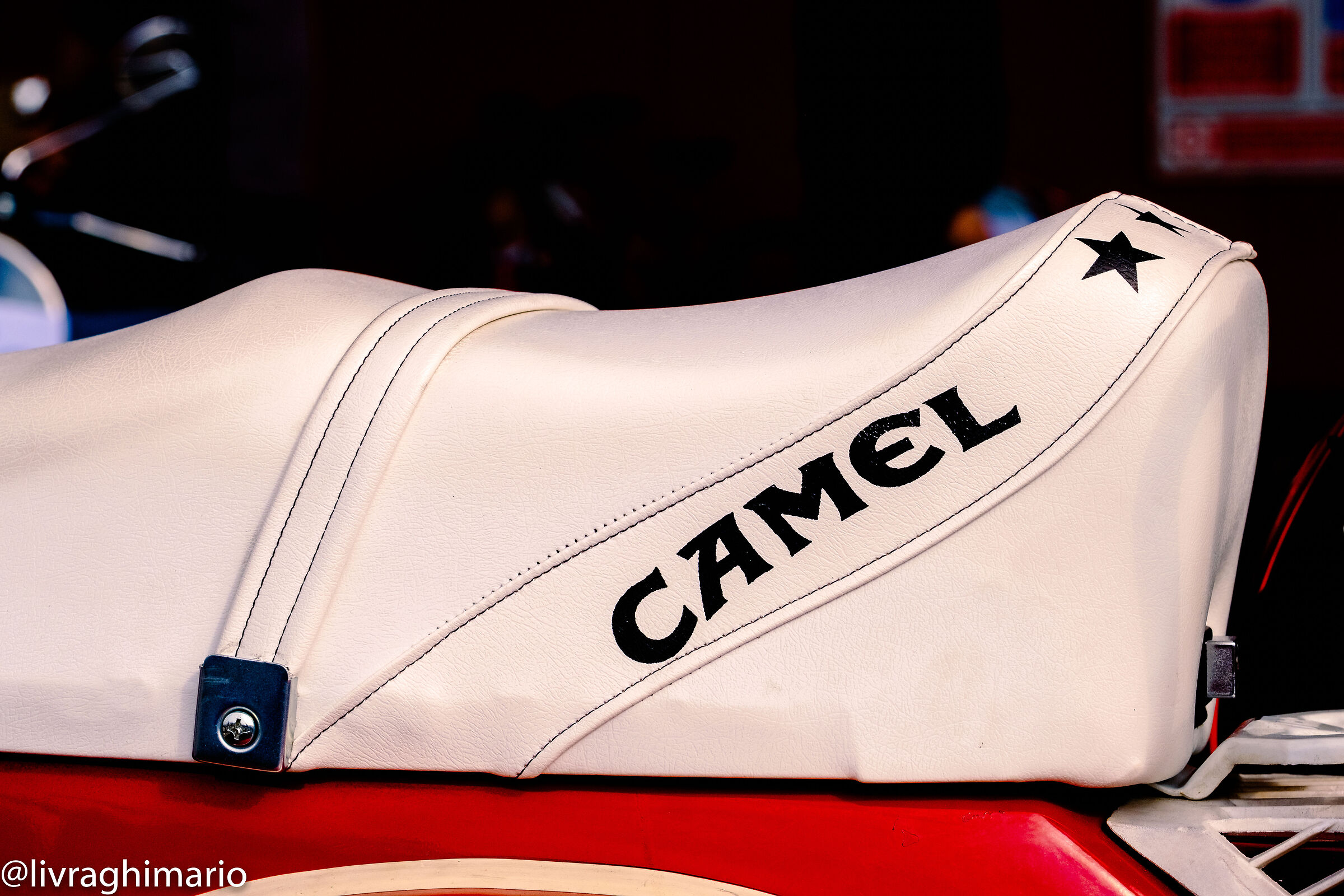 camel
