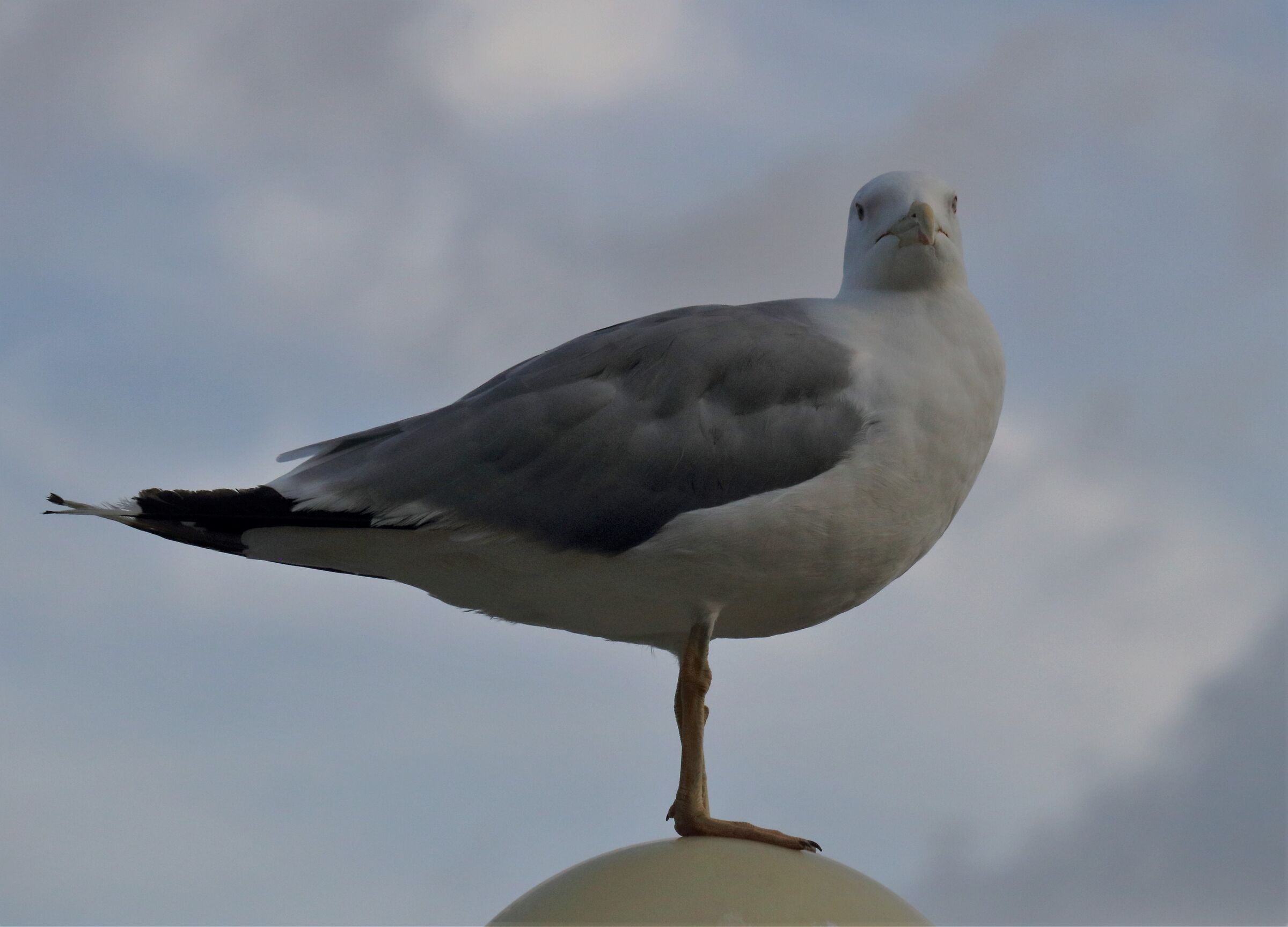 seagull
