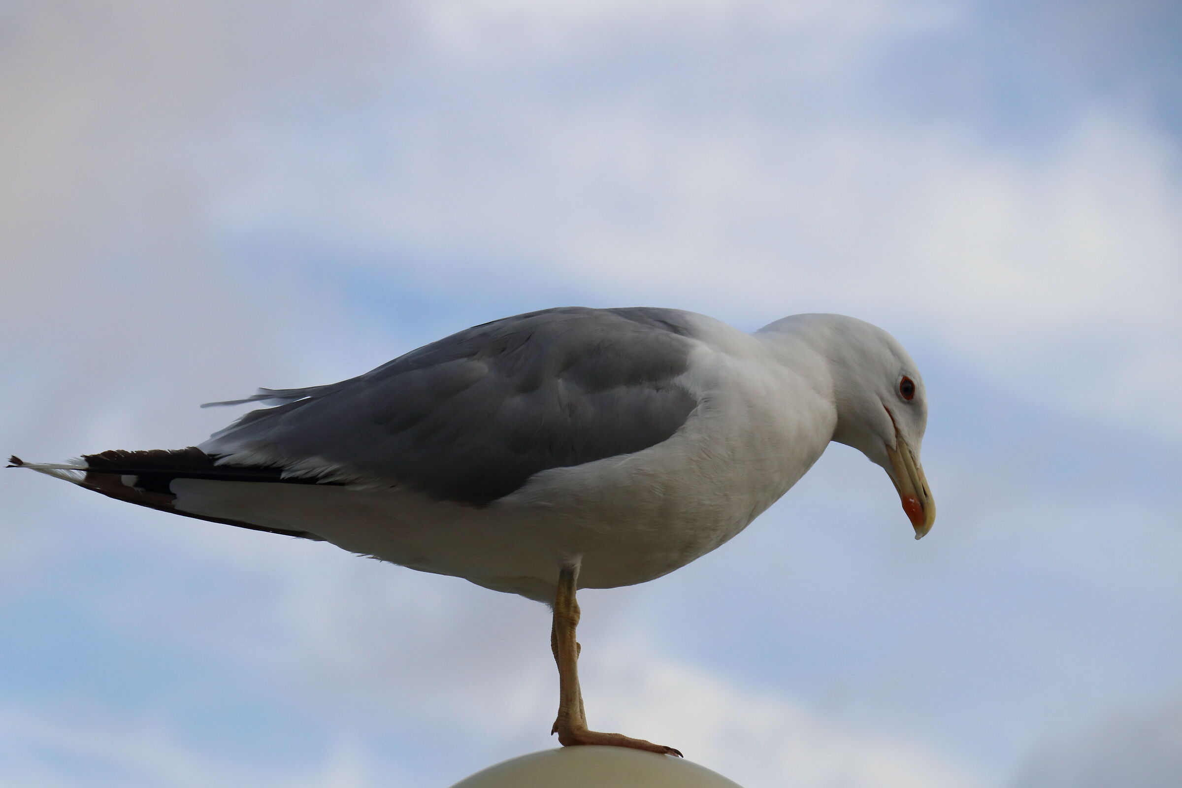 seagull