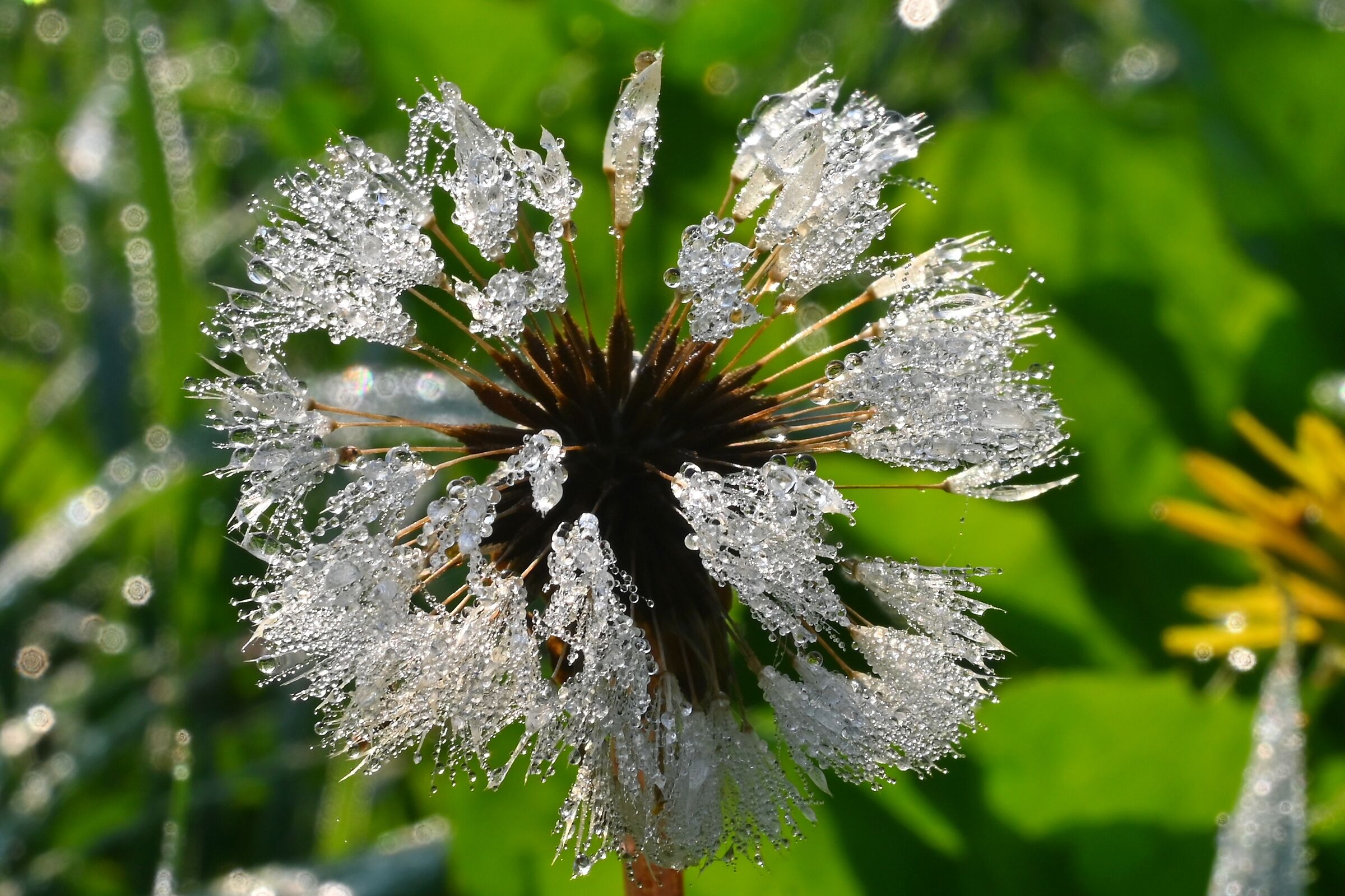 Dew