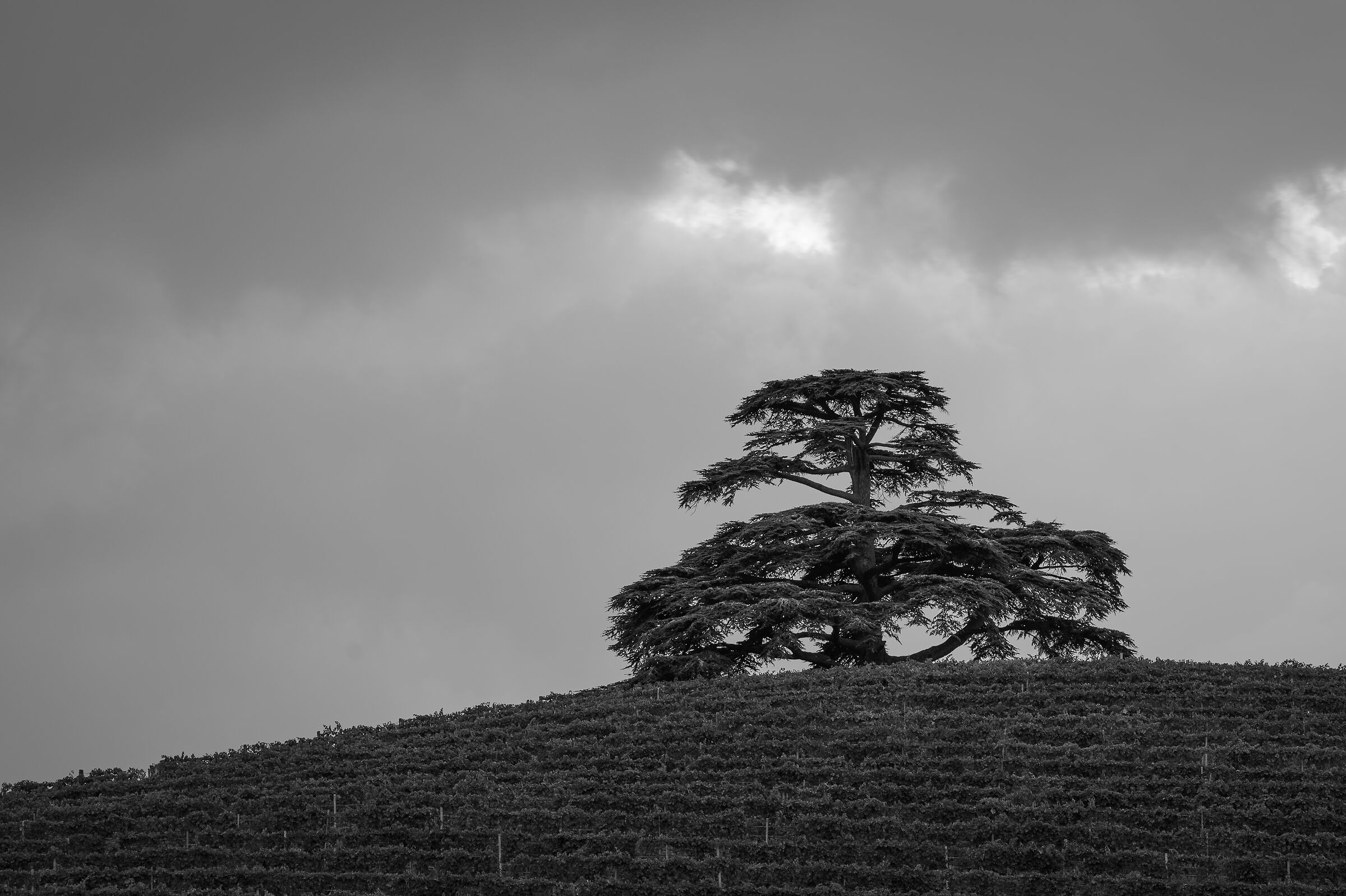 Cedar of Lebanon of morra