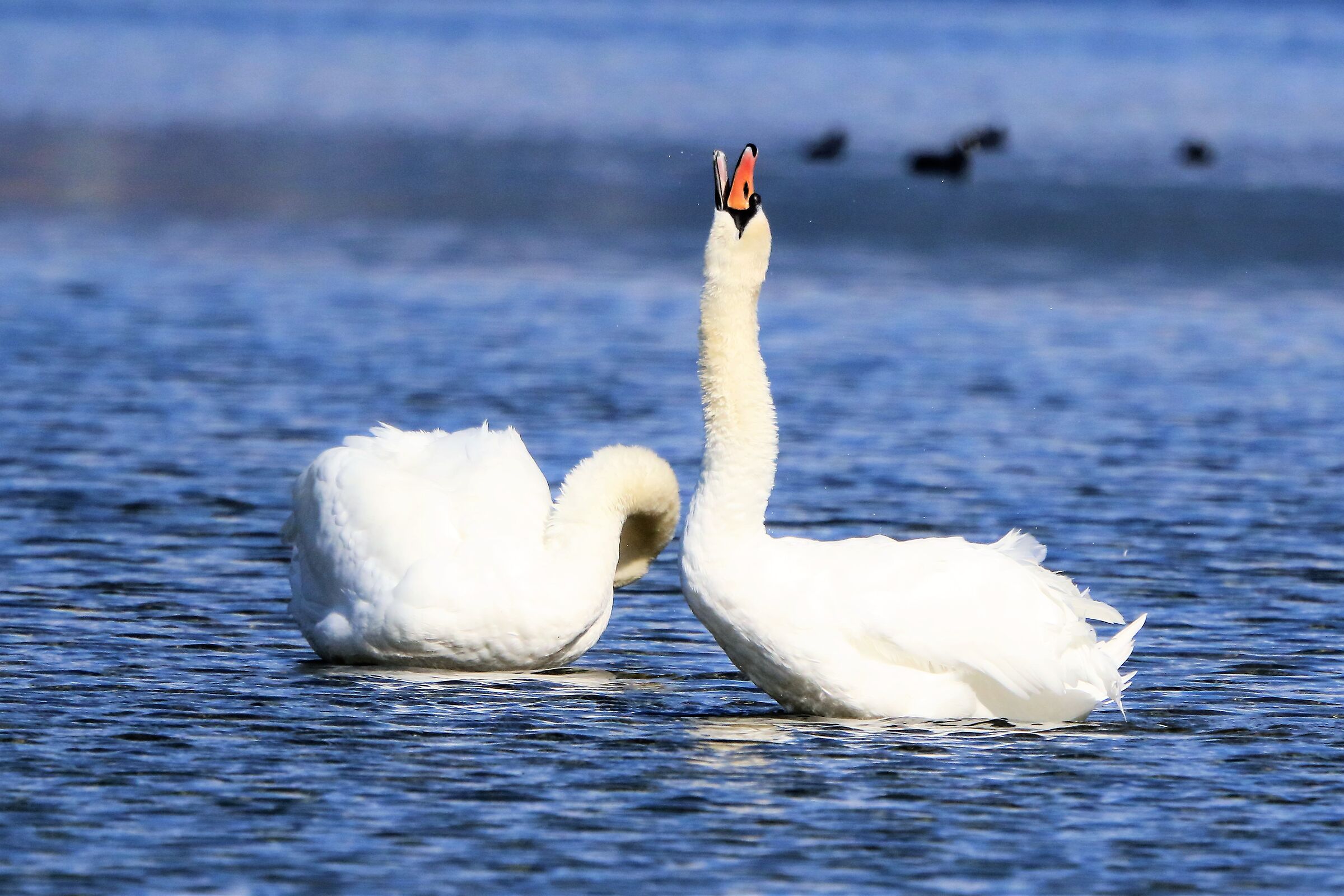 Swans