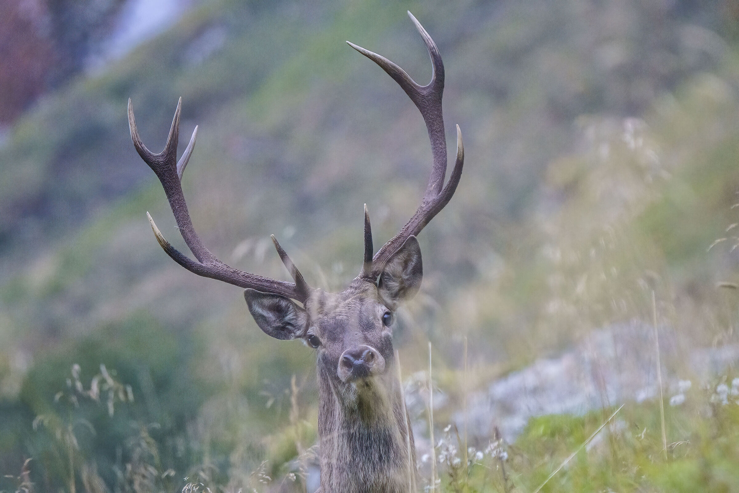 Face to face with the deer