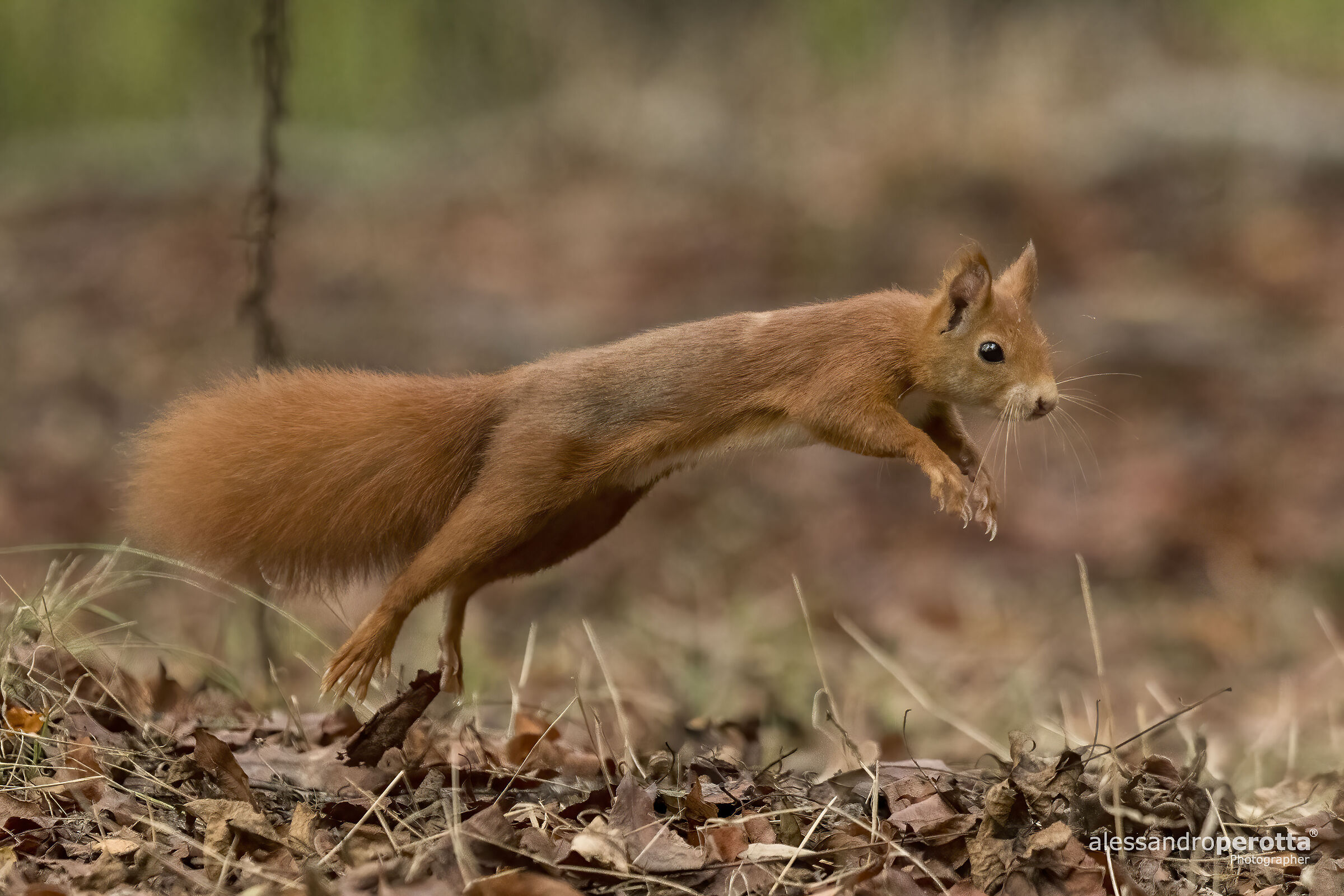 Sciurus vulgaris