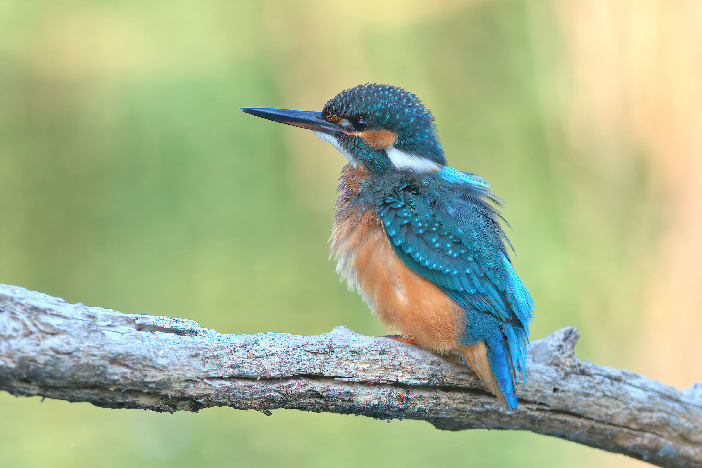 Kingfisher 2013