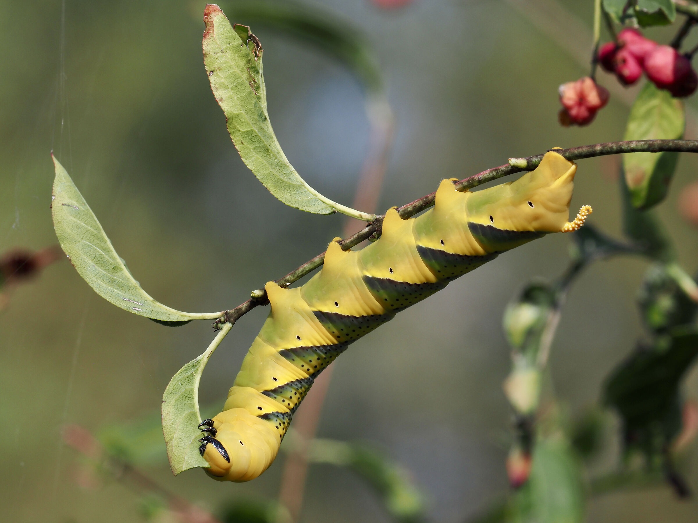 Caterpillar of Acherontia Atropos