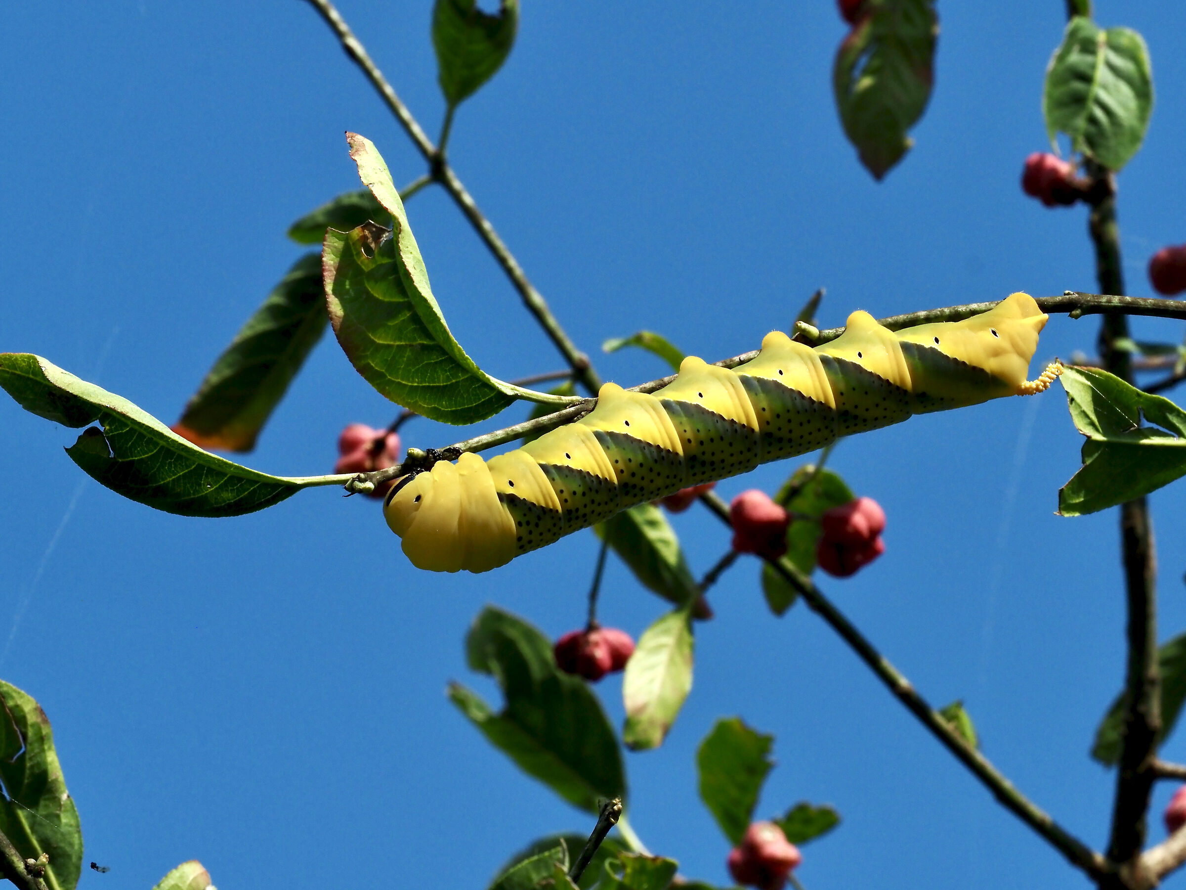 Caterpillar of Acherontia Atropos