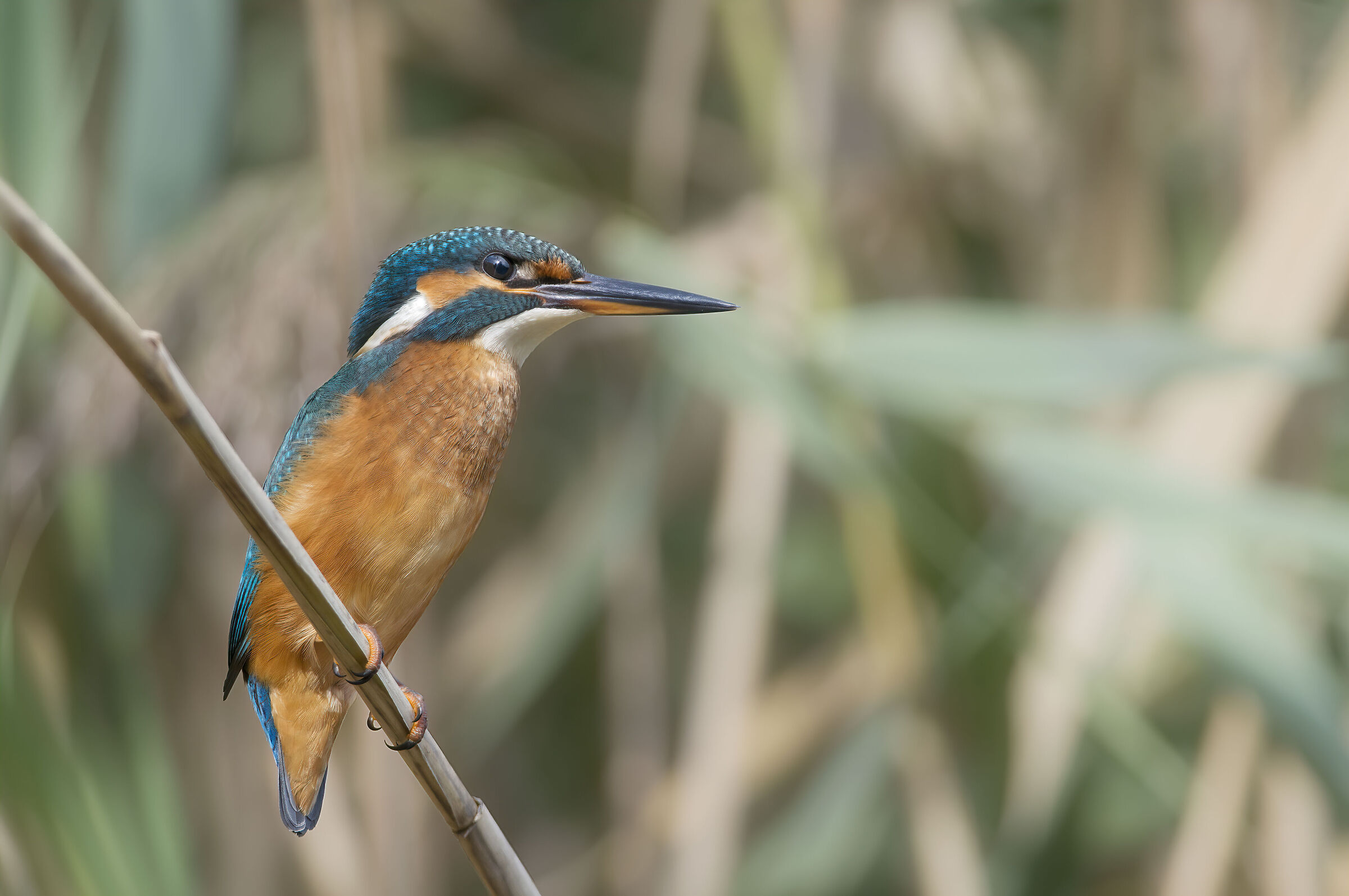 kingfisher on marsh rod