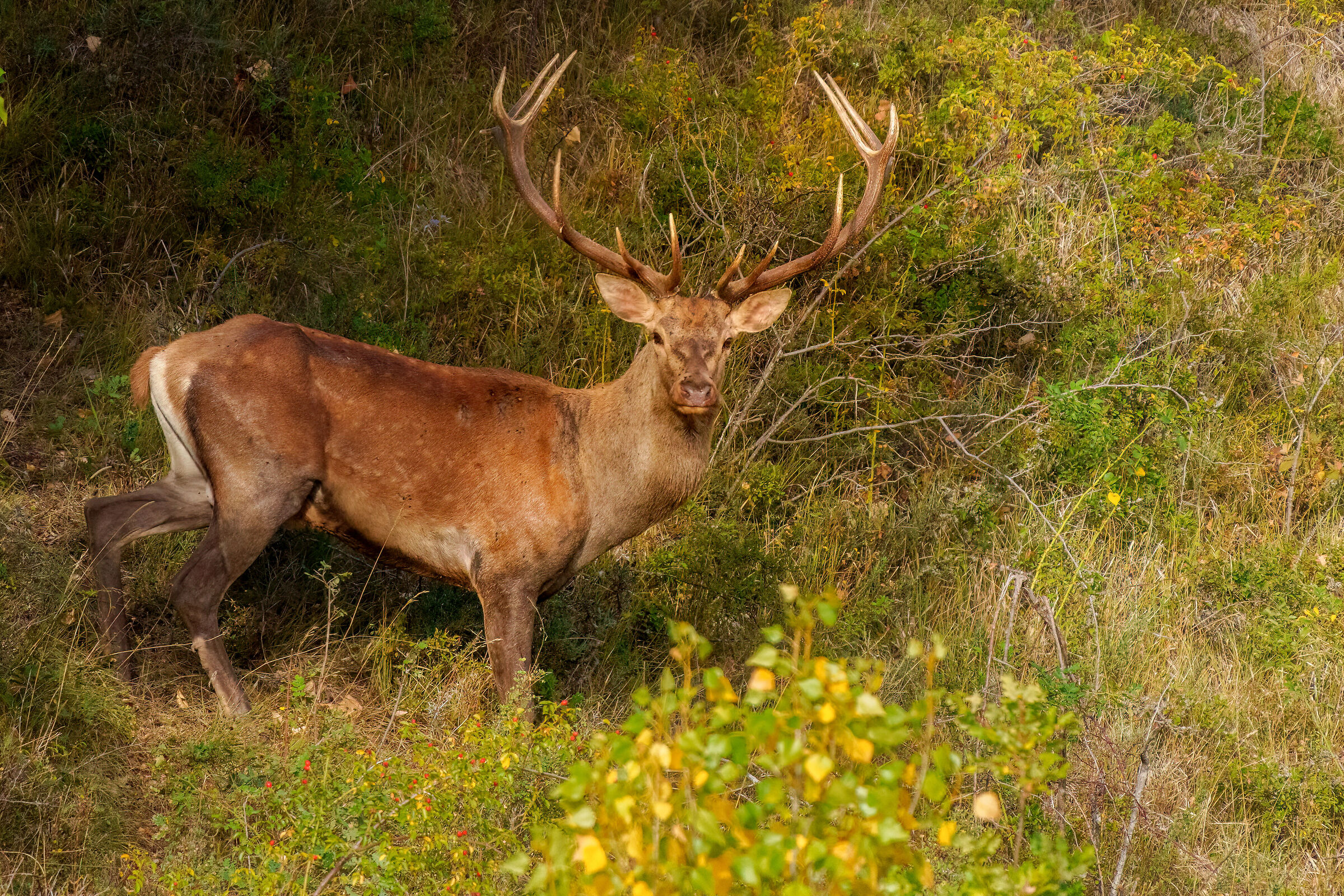 the nobility of the deer