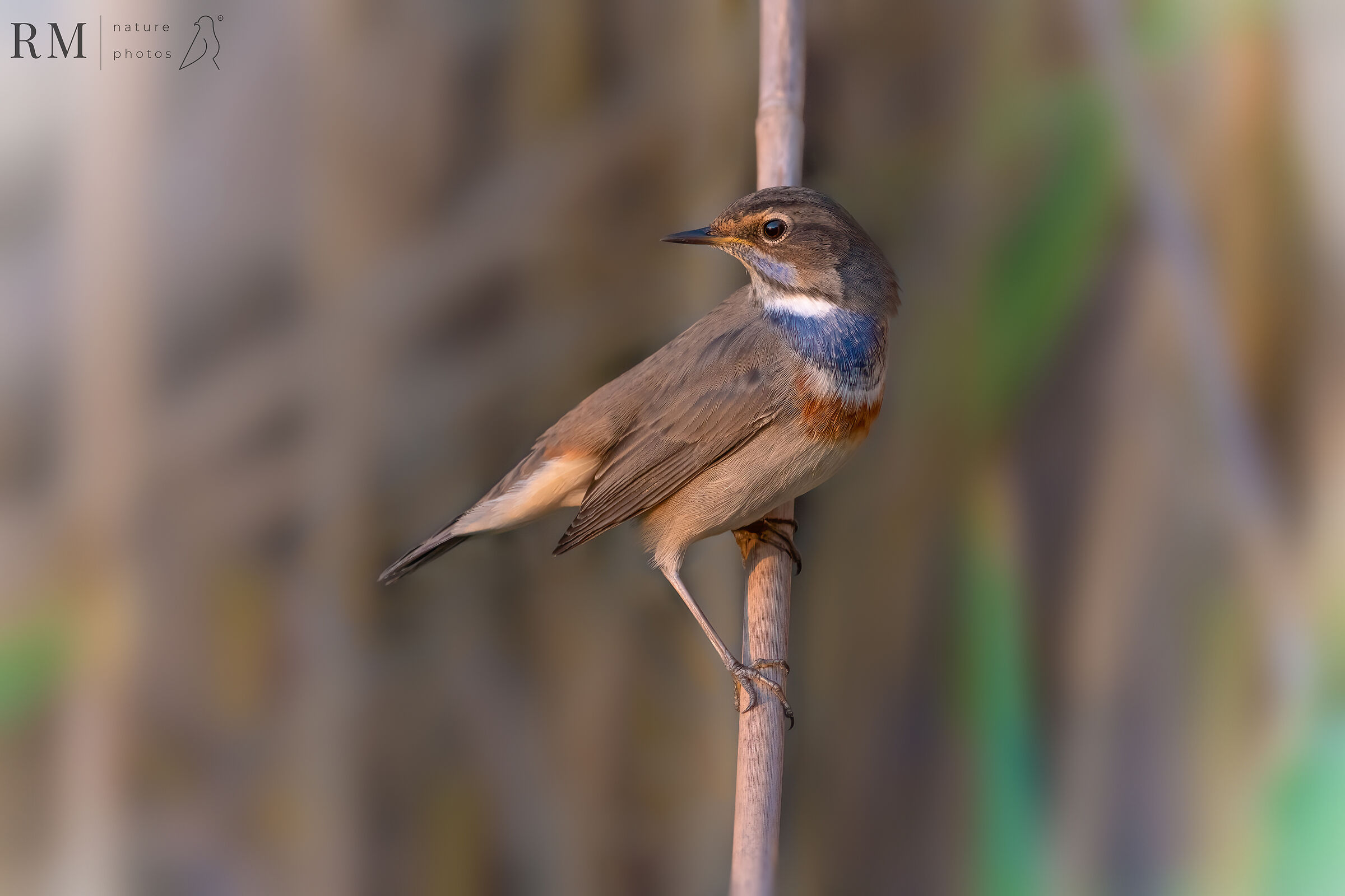 Bluethroat