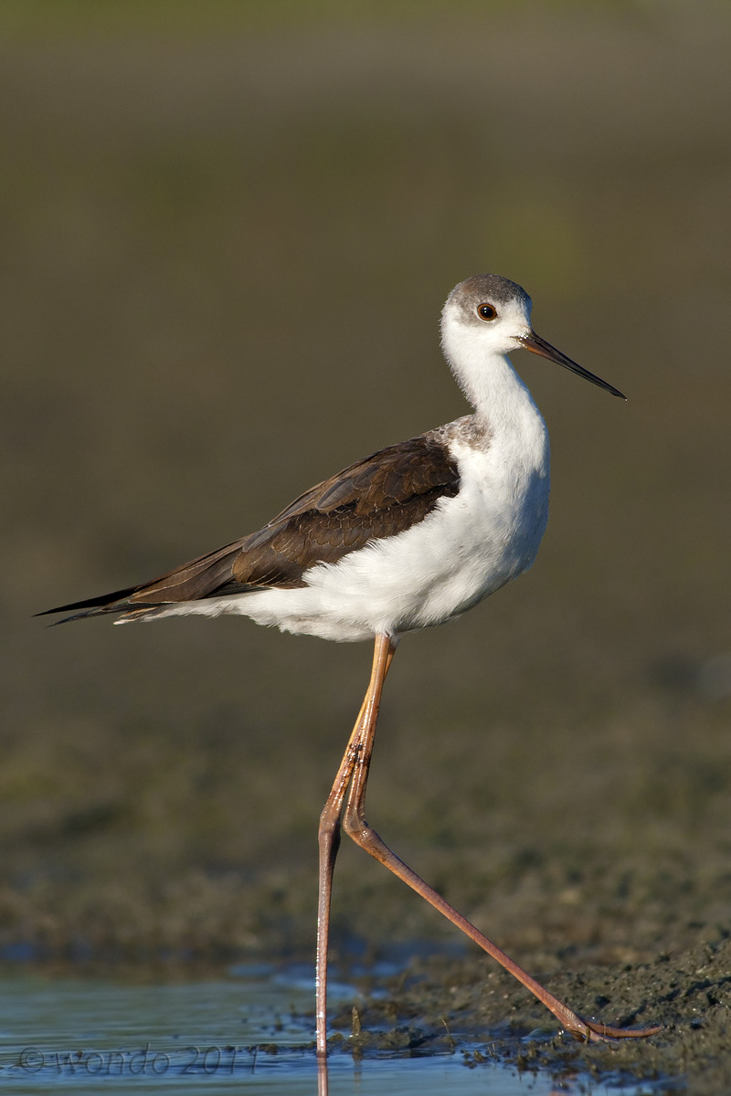 Himantopus himantopus(Cavaliere d'Italia)3