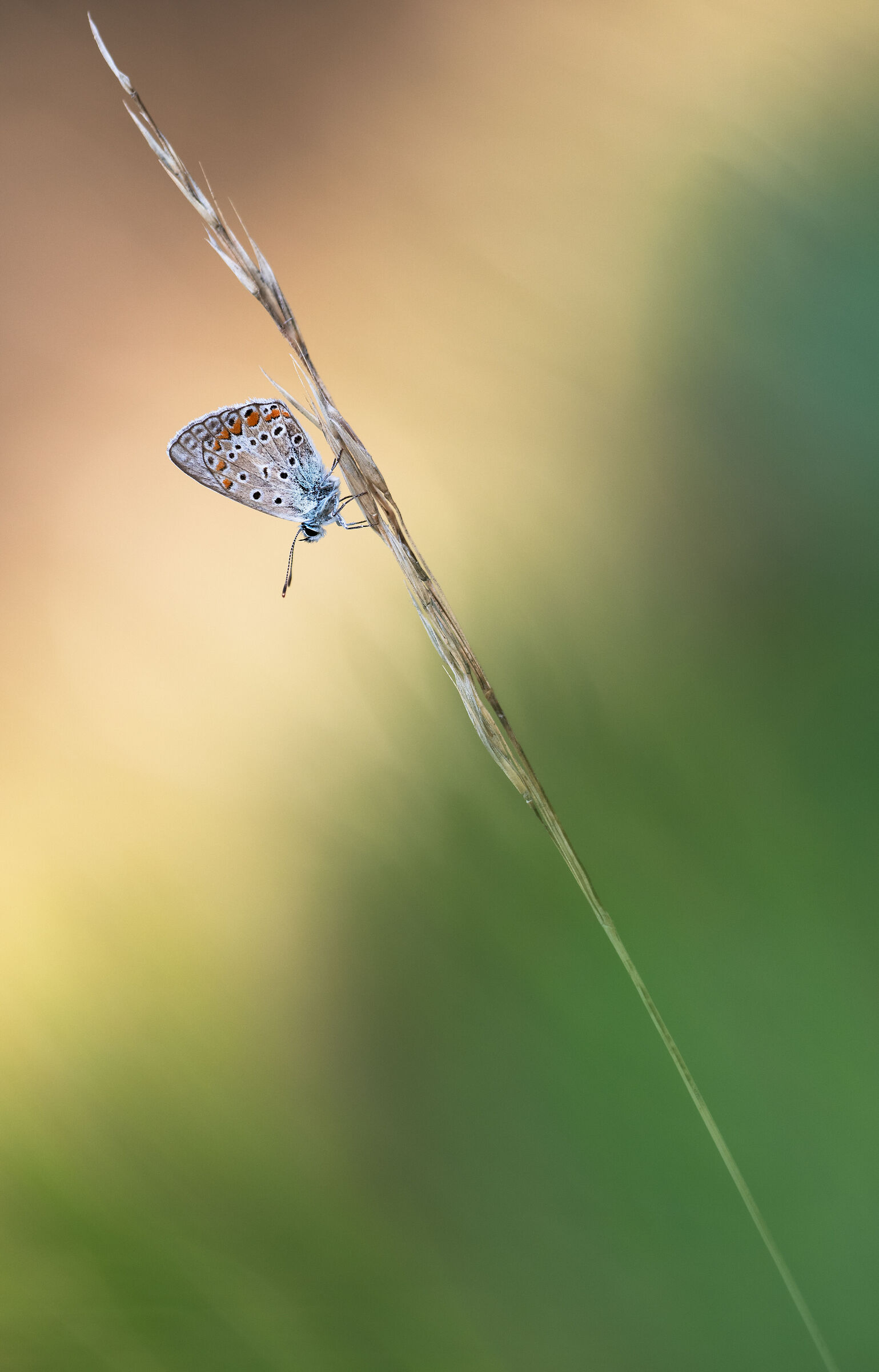 Polyommatus icarus