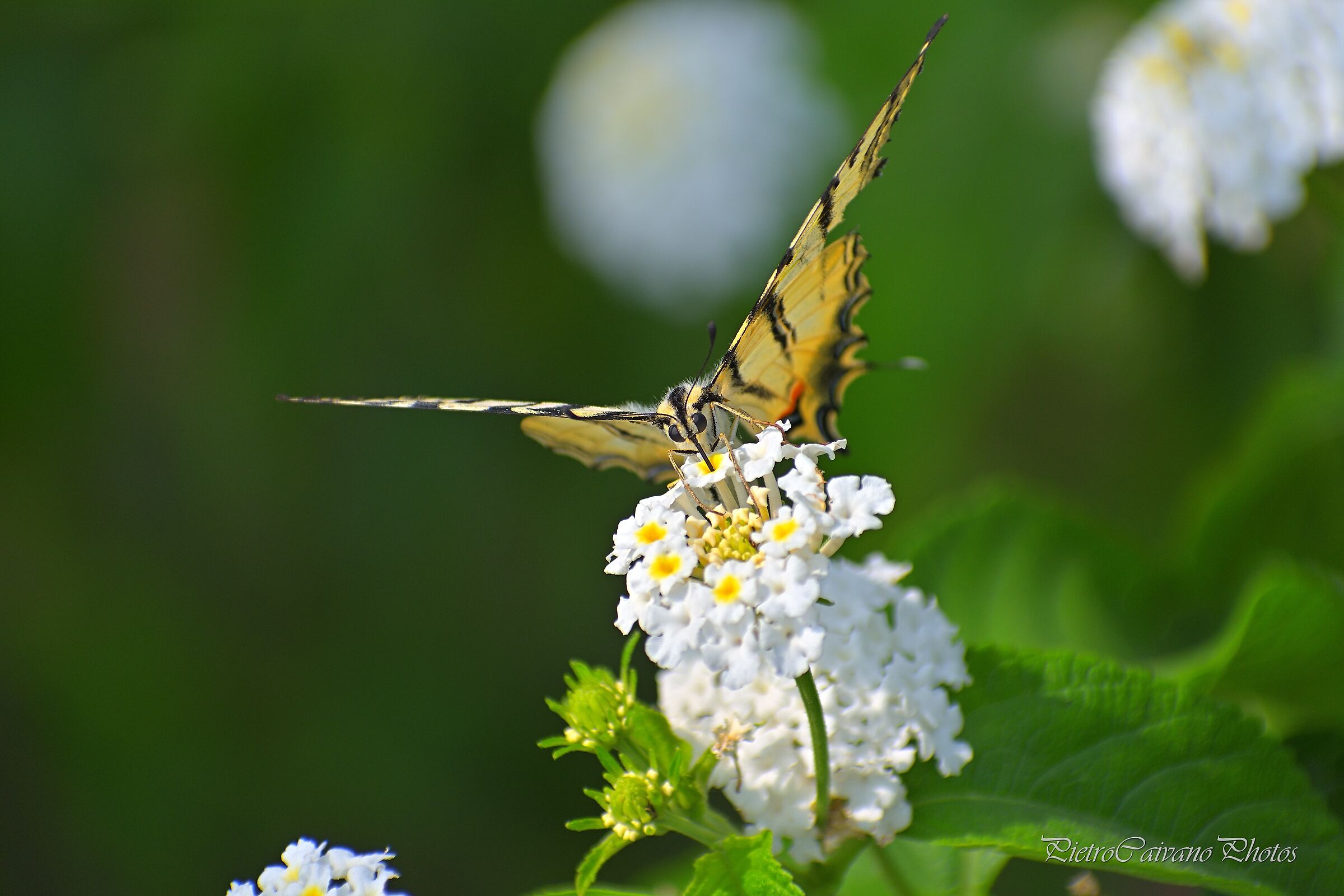 Faccia a faccia con un Macaone...