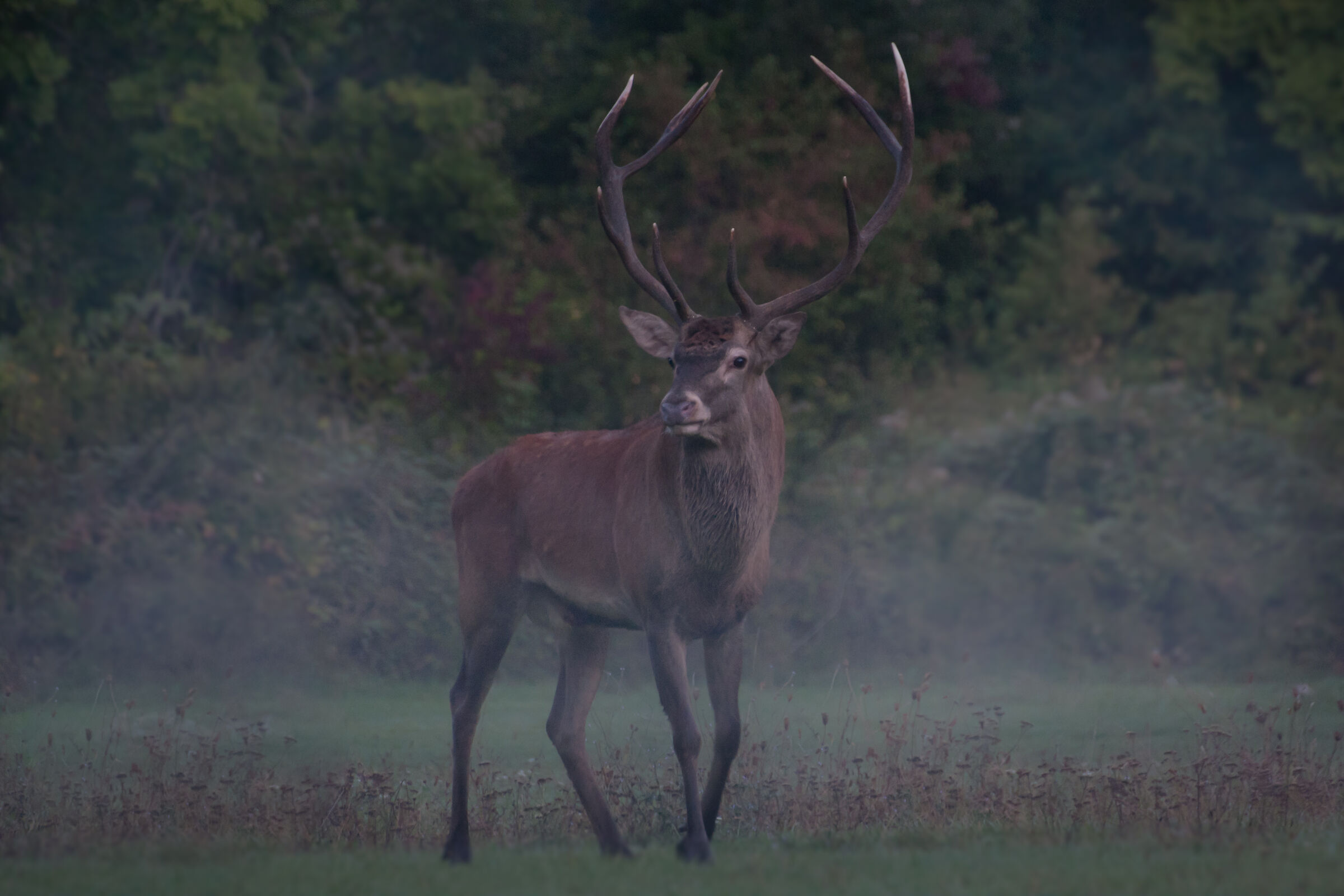 In the fog before dawn