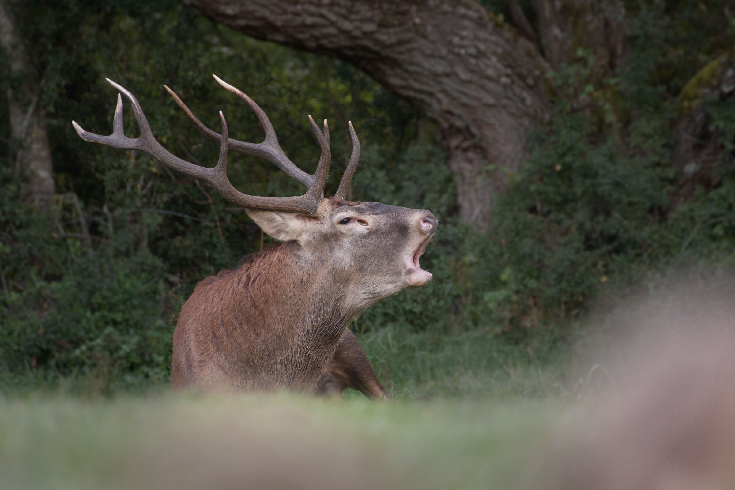 Never a moment of rest (deer)