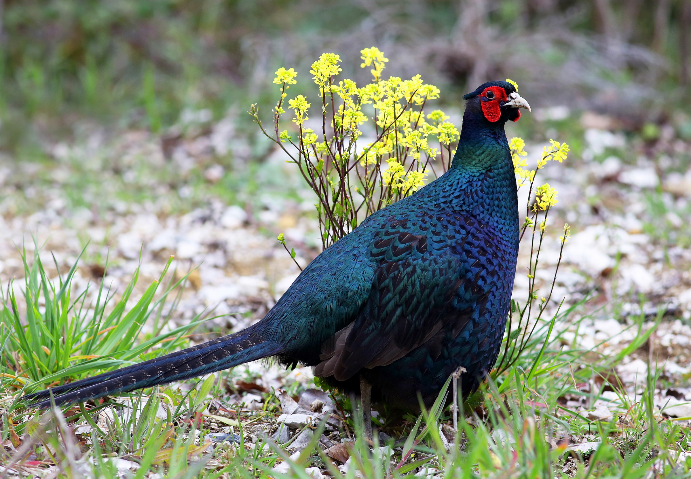 fagiano tenebroso (melanico) 2013