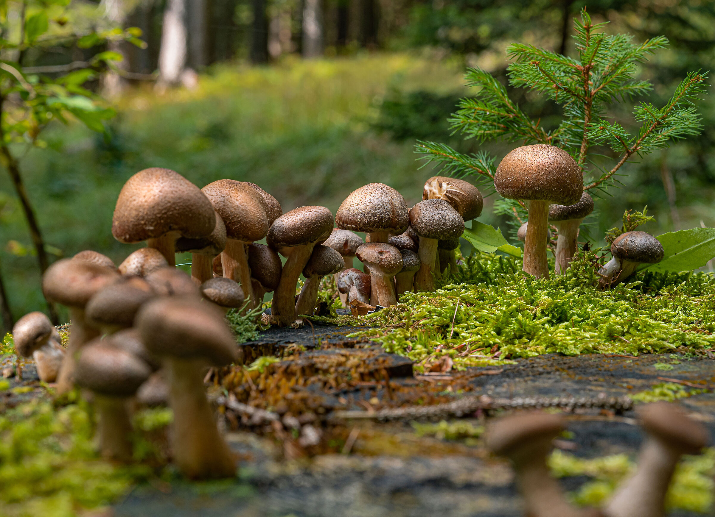 Physalacriaceae family