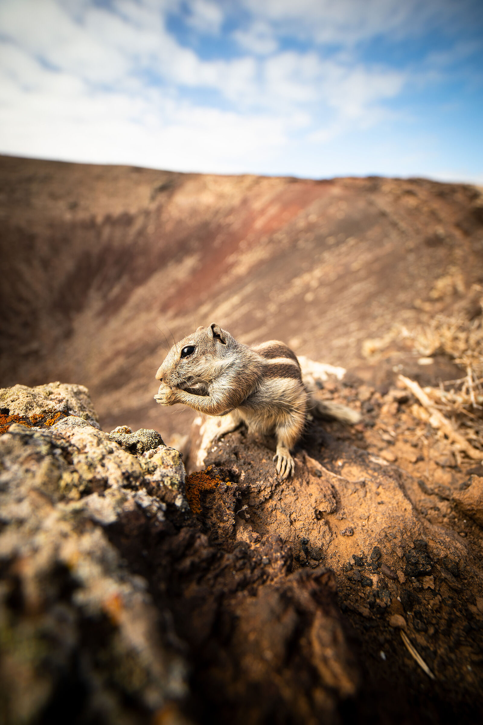 Xero di Fuerteventura